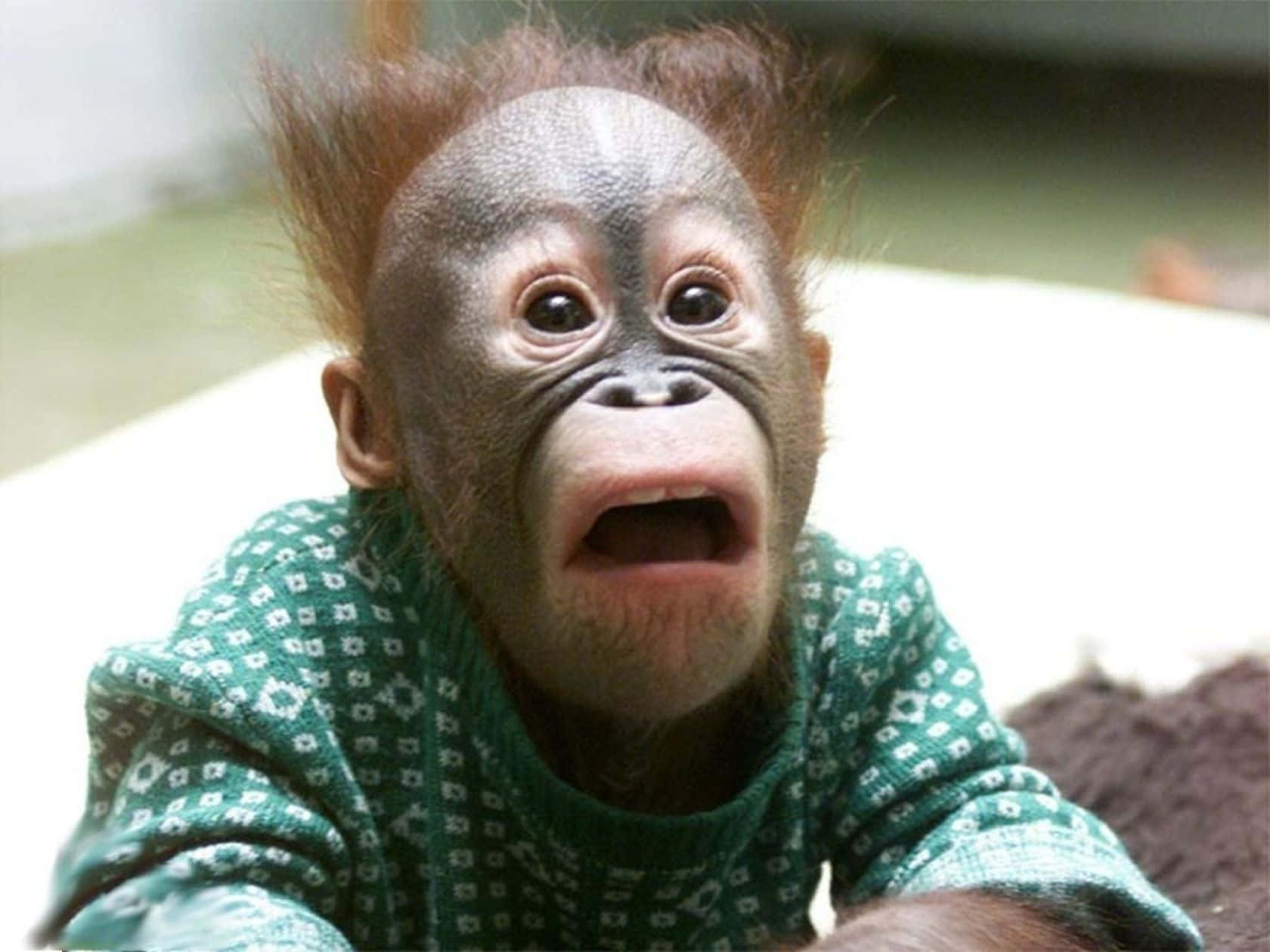 Monkey Funny 桌布 壁紙 — 一隻穿著綠色圖案毛衣的嬰兒猩猩，睜大眼睛、張開嘴巴，看起來很驚訝。