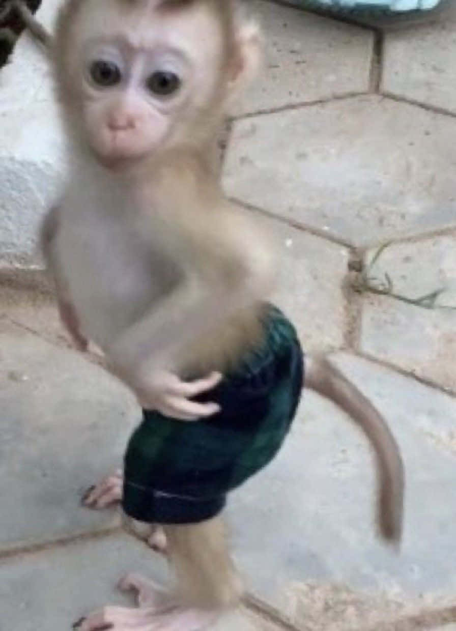 Funny Monkey 桌布 壁紙 — 一隻穿著綠色短褲的小猴子站在石磚上，表情好奇。