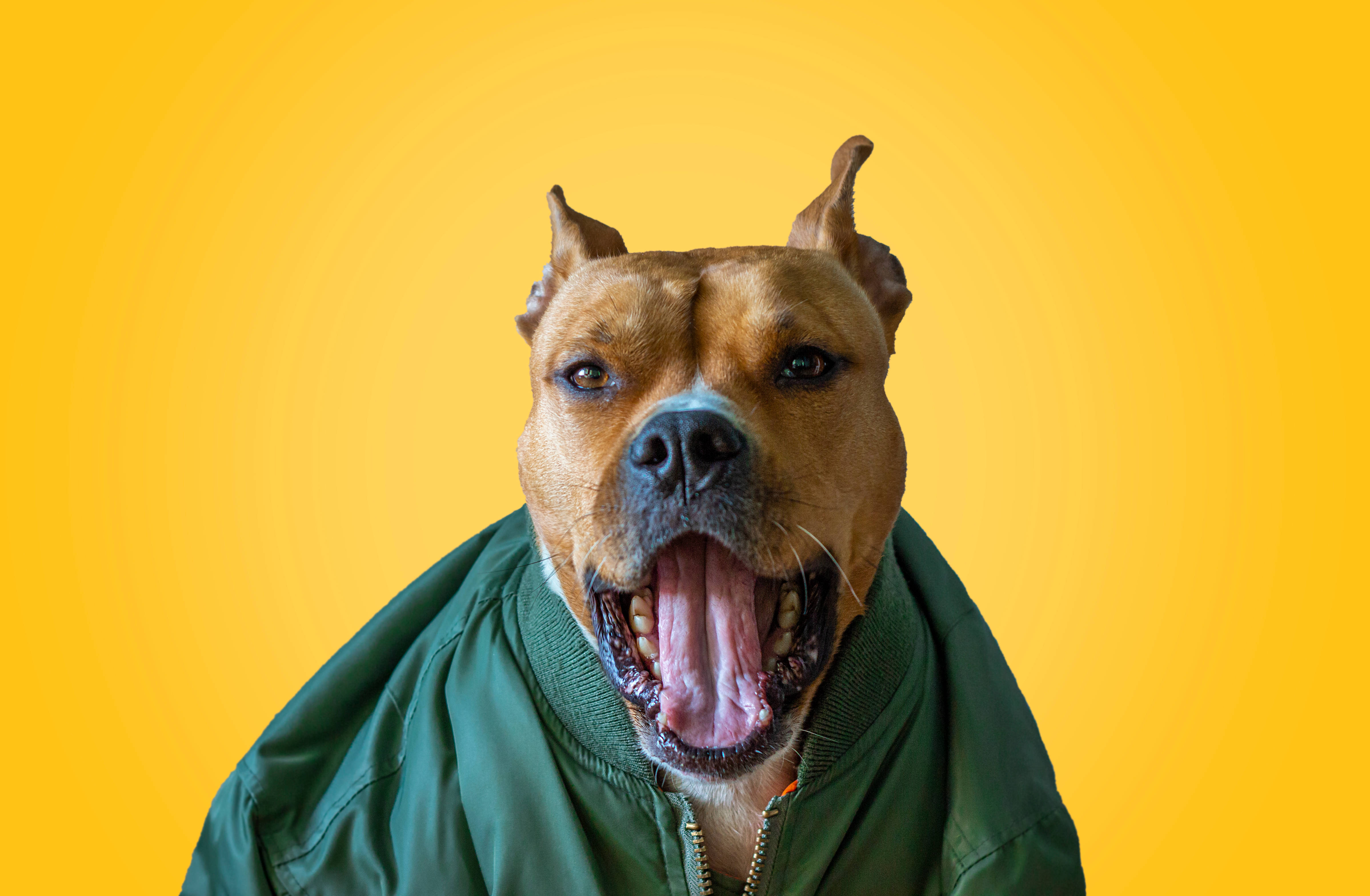 yawn 桌布 壁紙 — 一隻穿著綠色飛行員夾克的鬥牛犬在鮮黃色背景下打哈欠。