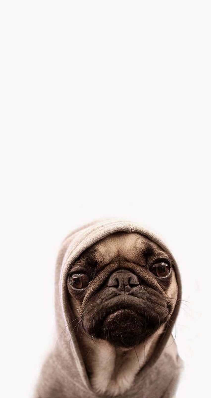 攝影 桌布 壁紙 — 一隻穿著舒適連帽衫的巴哥犬，在純白背景前用大大的、充滿表情的眼睛向上看。