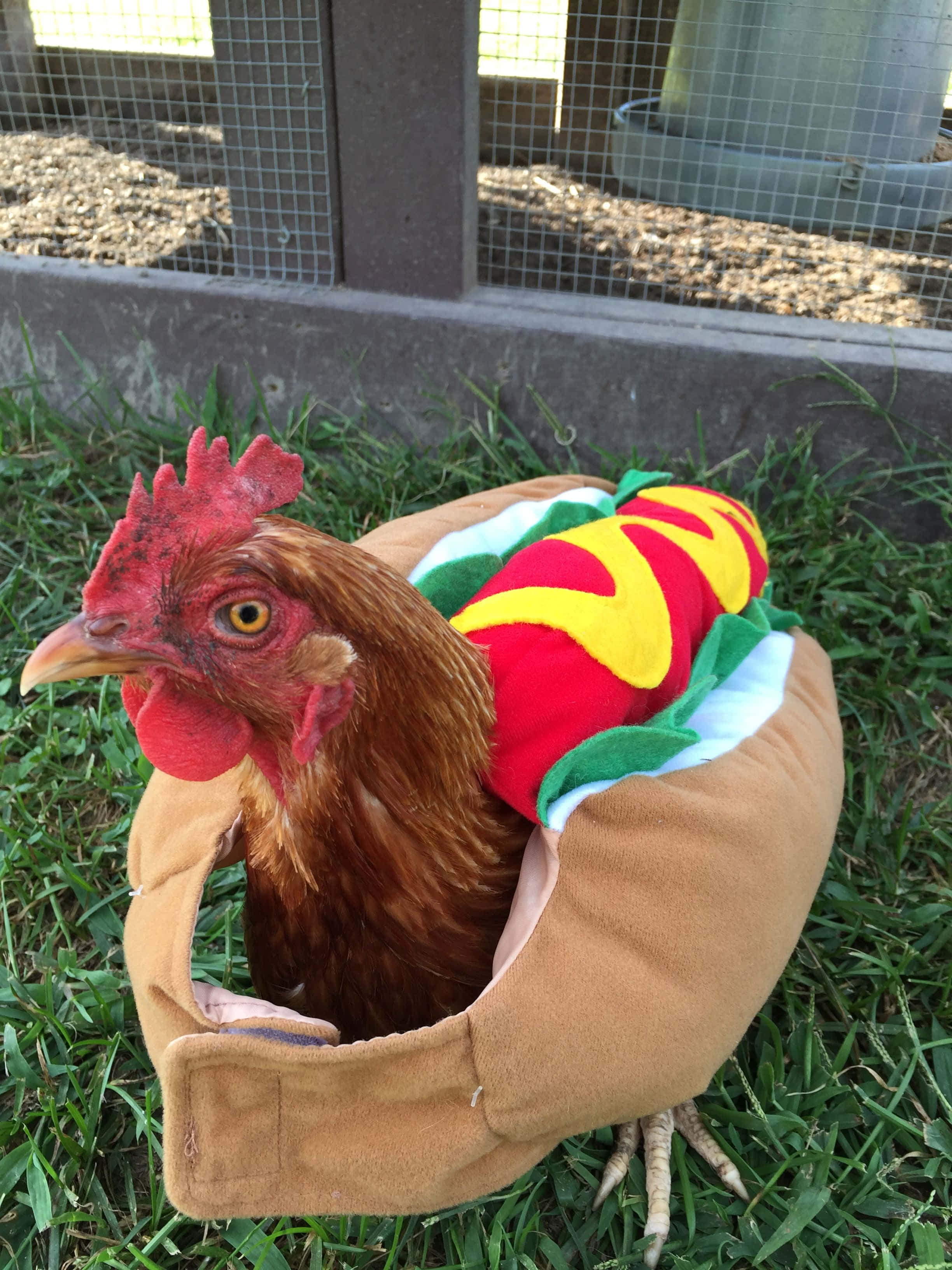 動物 桌布 壁紙 — 一隻穿著色彩繽紛熱狗服裝的棕色雞站在鐵絲網附近的草地上。