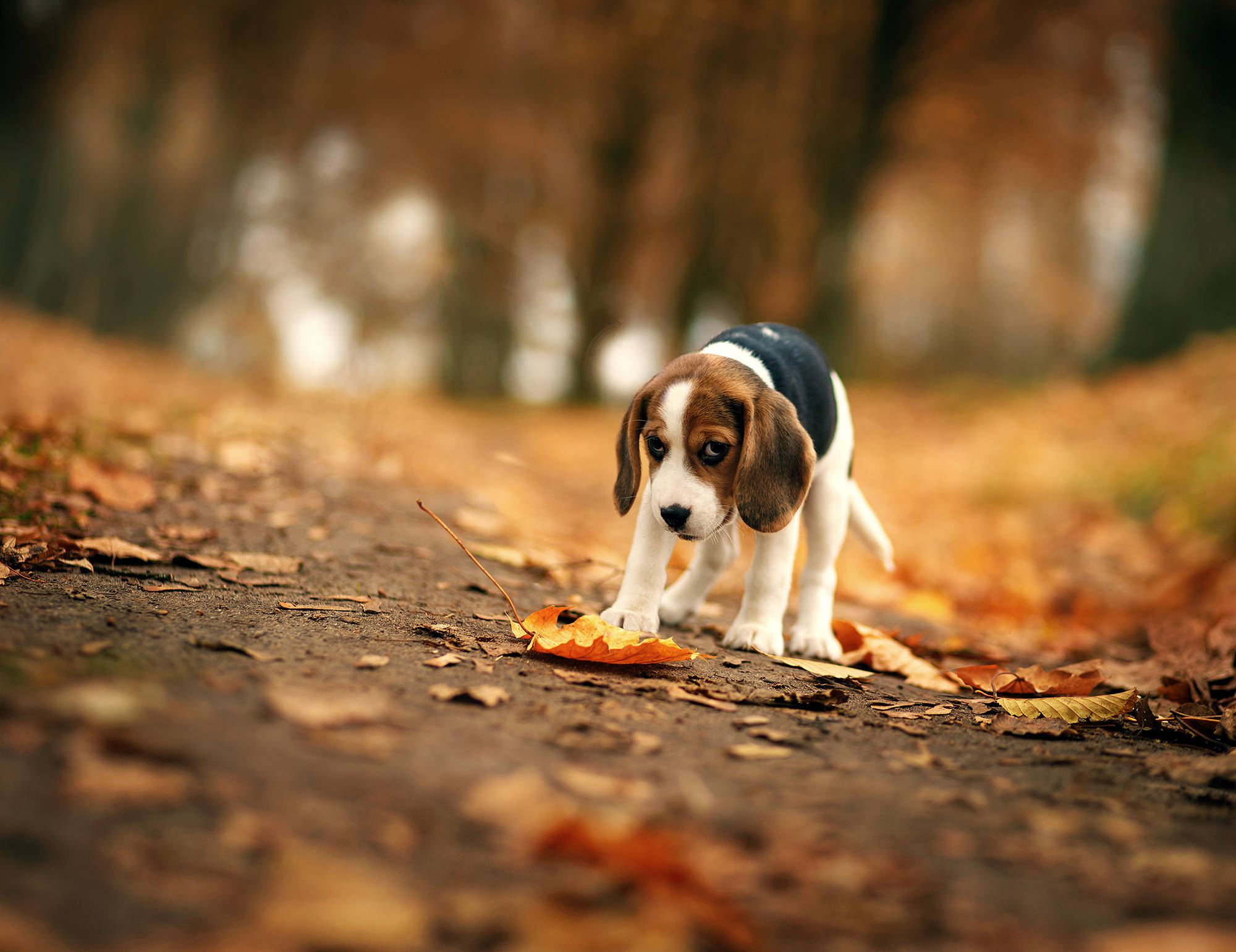 狗 桌布 壁紙 — 一隻穿著藍色背心的小比格犬站在鋪滿金色秋葉的森林小徑上。