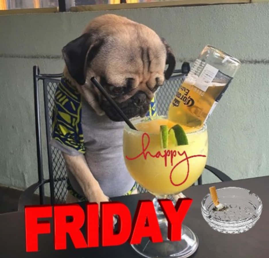 Friday Funny 桌布 壁紙 — 一隻穿著襯衫的哈巴狗正在啜飲一杯以啤酒瓶裝飾的瑪格麗特，而「happy FRIDAY」文字佔據了前景。