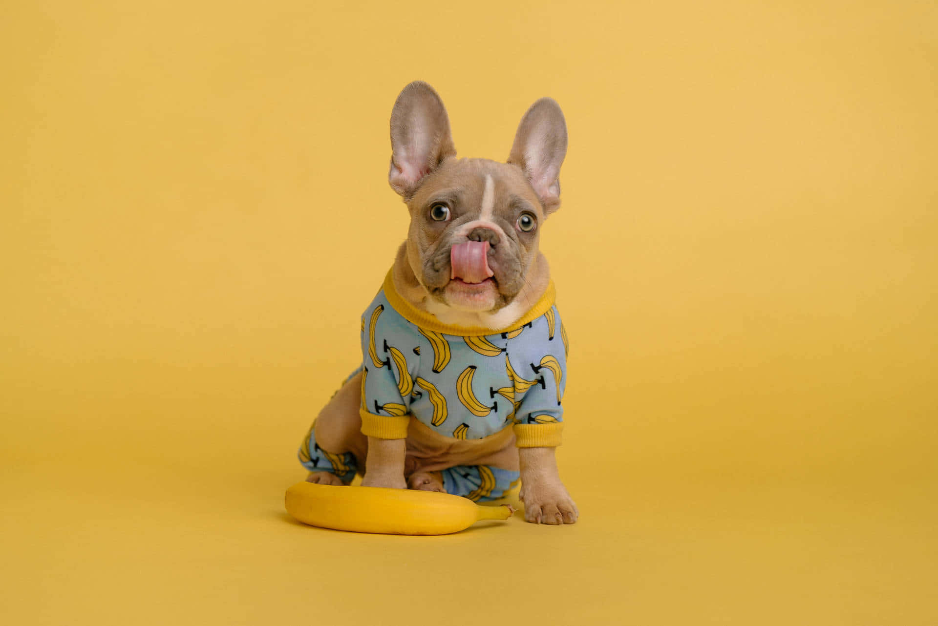 Cute Little Puppies 桌布 壁紙 — 一隻穿著香蕉圖案睡衣的法國鬥牛犬幼犬坐在黃色地板上，在香蕉旁邊舔嘴唇。
