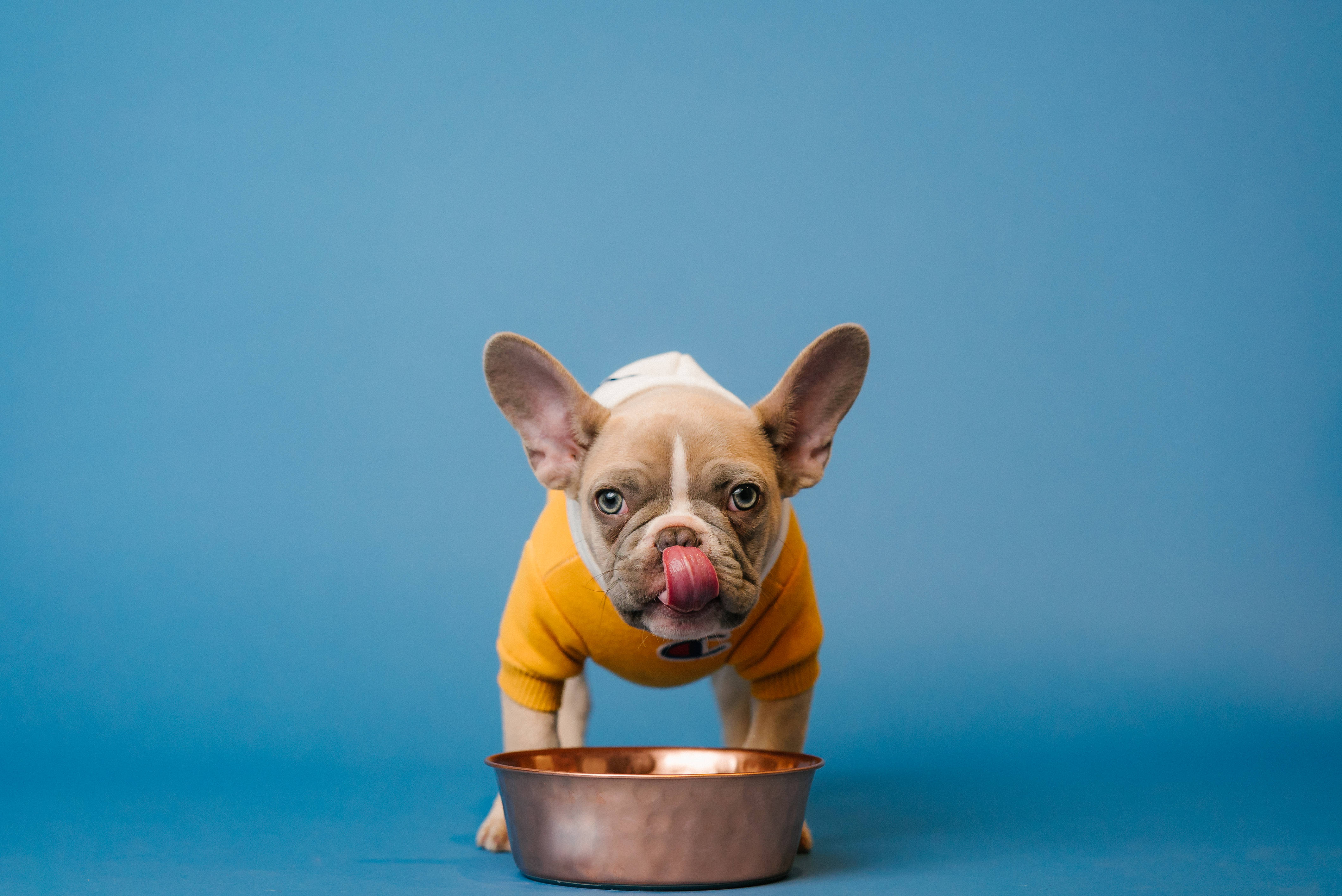 鬥牛犬 桌布 壁紙 — 一隻穿著黃色毛衣的法國鬥牛犬在純藍色工作室背景前舔銅碗。