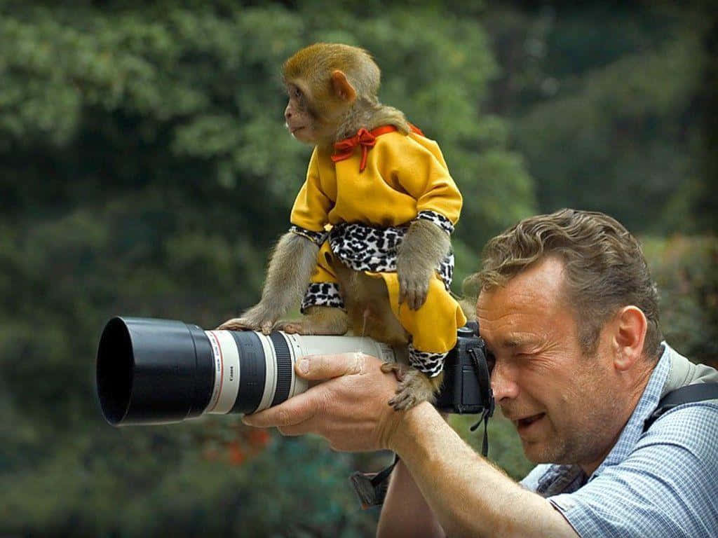 Funny Monkey 桌布 壁紙 — 一隻穿著黃色豹紋服裝的小猴子坐在攝影師的肩膀上，拿著一個大相機鏡頭。