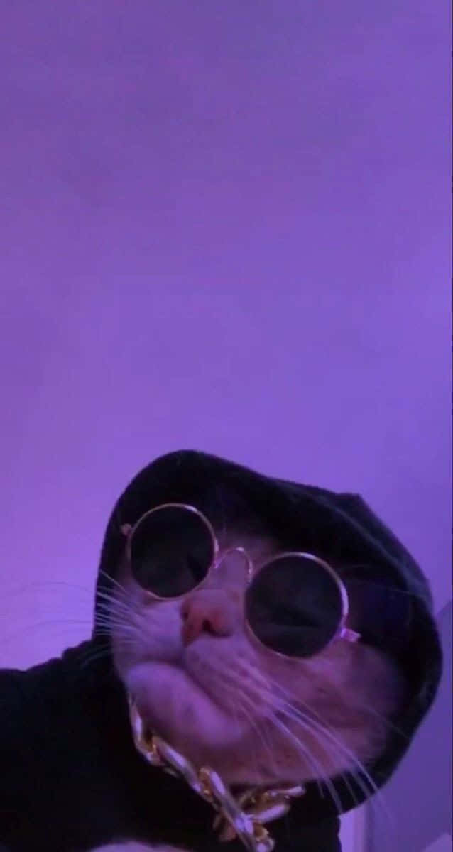 有趣美學GIF 桌布 壁紙 — 一隻穿著黑色連帽衫和圓形太陽眼鏡的貓，在紫色燈光下自信地擺姿勢，戴著金鏈。