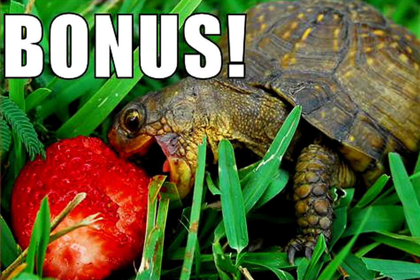 Funny Turtle 桌布 壁紙 — 一隻箱龜在鮮綠色的草地上咀嚼多汁的紅色草莓，並有粗體白色文字寫著 BONUS！