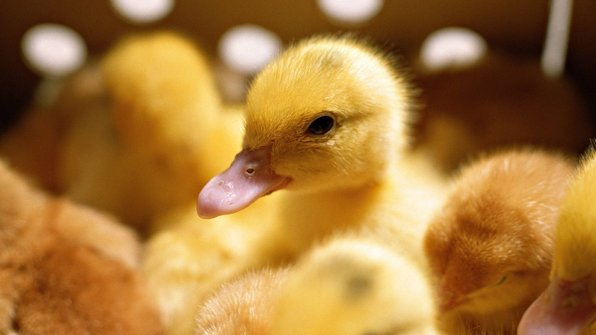 Baby Duck 桌布 壁紙 — 一隻粉紅色喙的毛茸茸黃色小鴨在木箱中與兄弟姊妹依偎在一起的特寫。