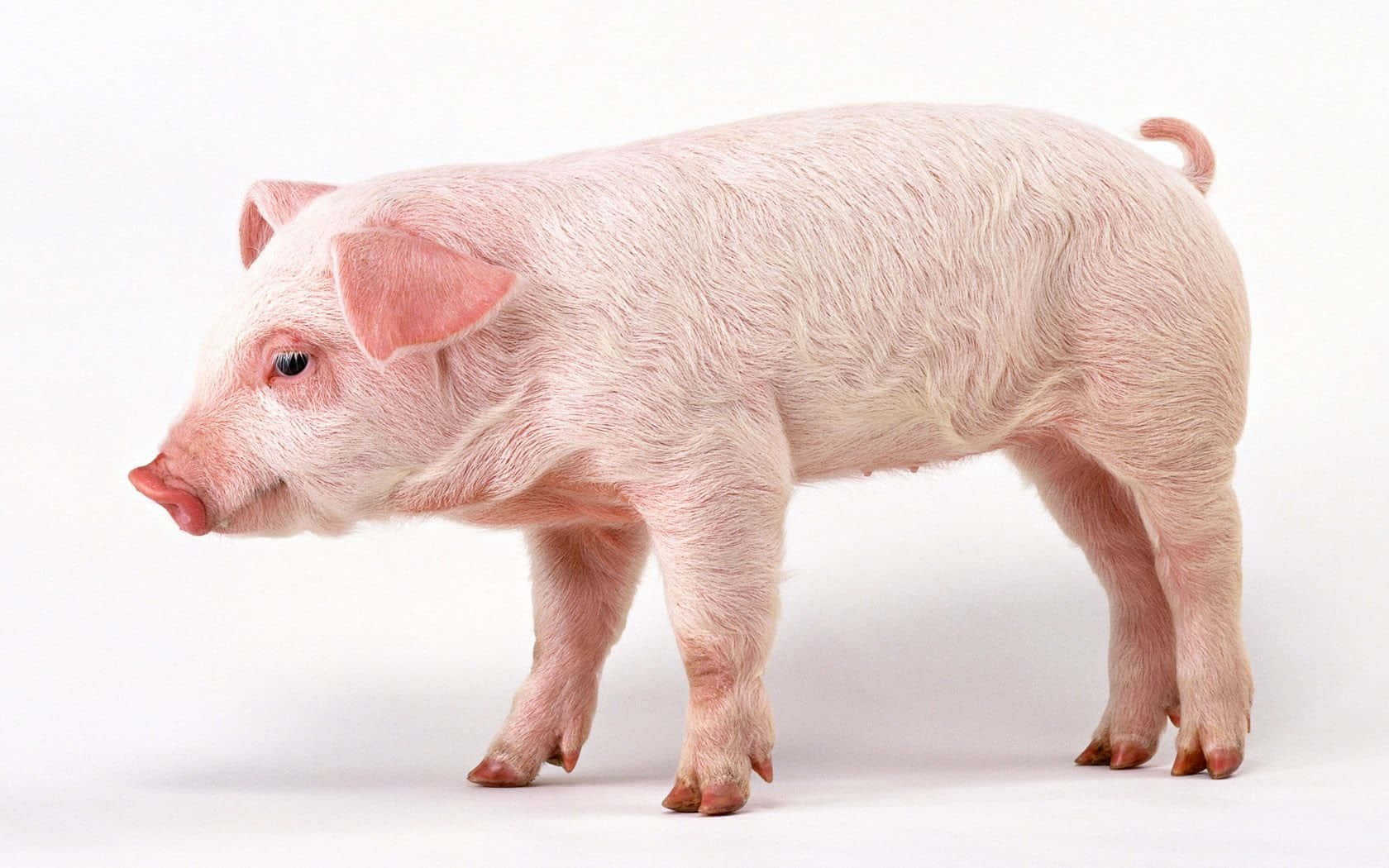 Cute Pigs 桌布 壁紙 — 一隻粉紅色小豬側面站立在純白色背景前，柔和光線突顯其紋理皮膚。