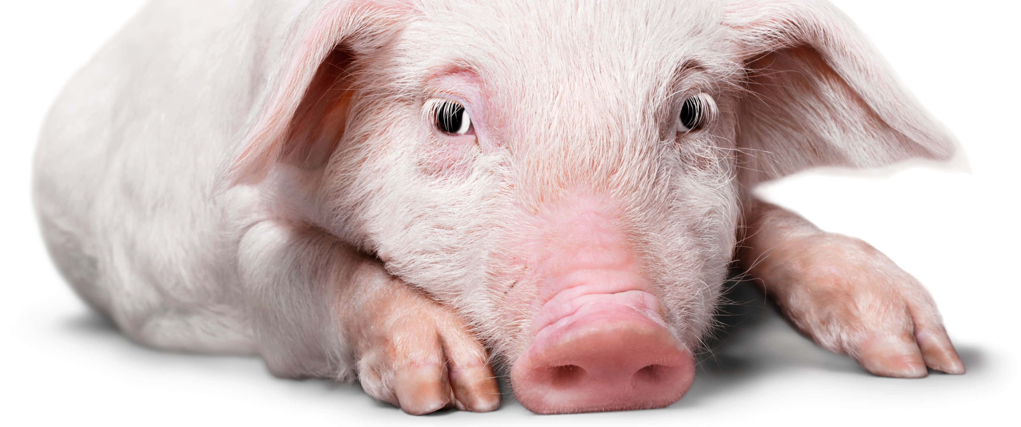 Pig 桌布 壁紙 — 一隻粉紅色小豬將頭枕在爪子上，背景為純白色的特寫。