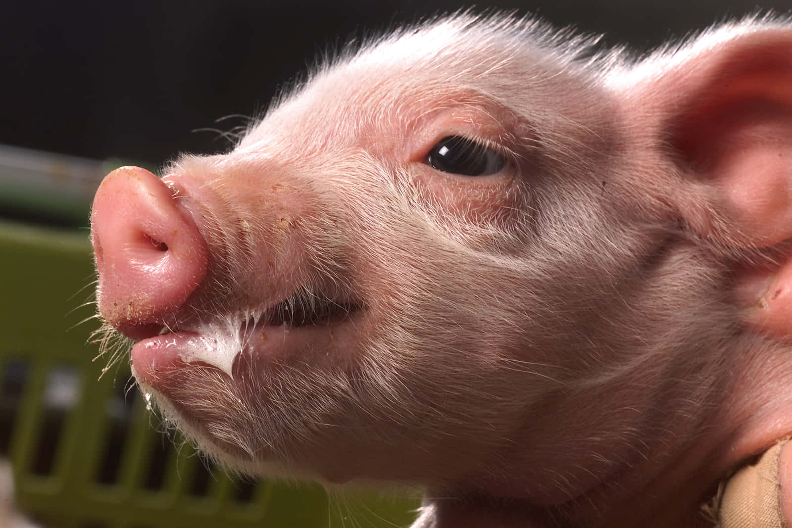 Pig 桌布 壁紙 — 一隻粉紅色小豬的近距離特寫，毛髮柔軟，眼睛充滿好奇，在深色背景下向上看。
