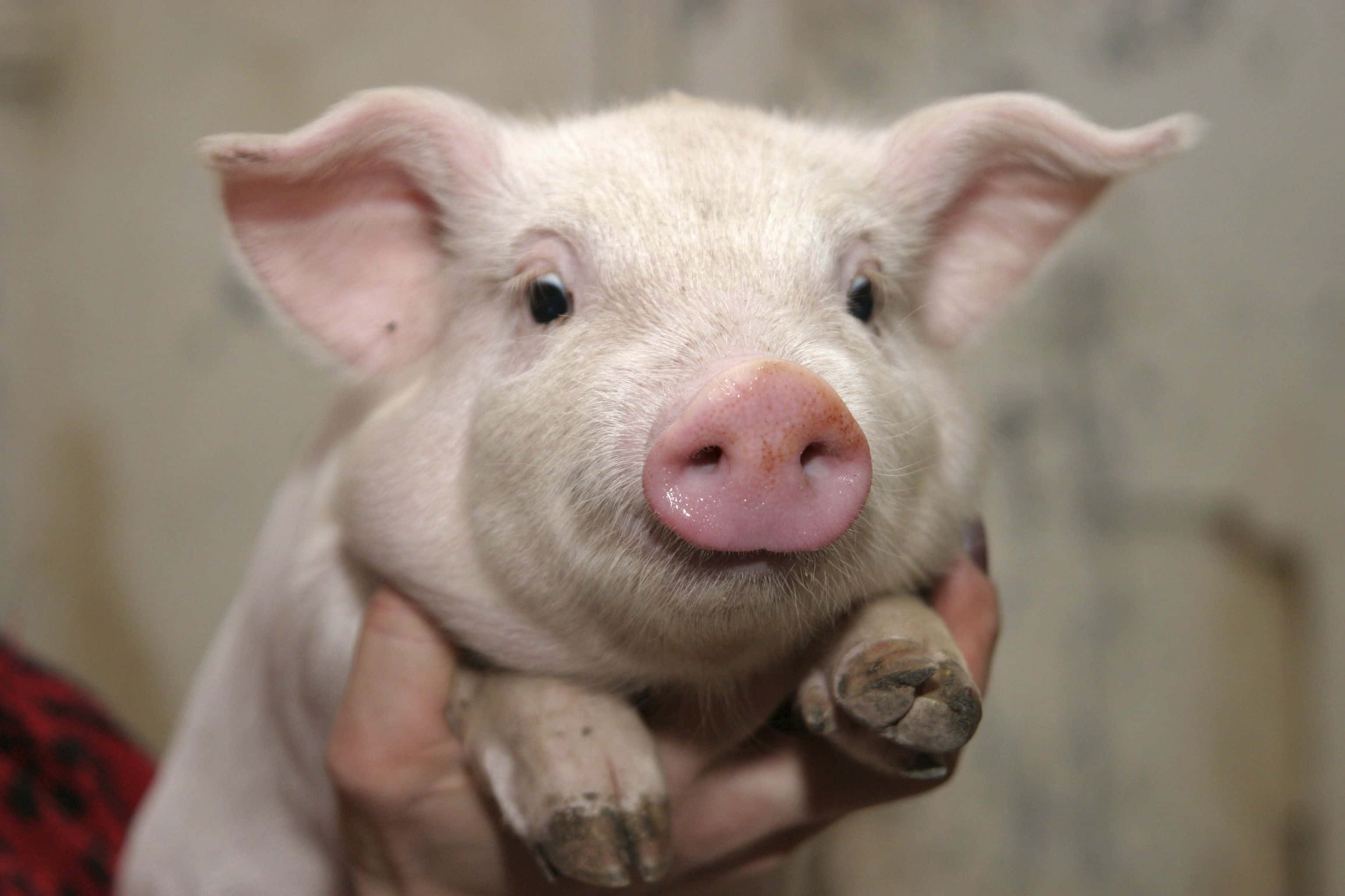 Pig 桌布 壁紙 — 一隻粉紅色小豬被溫柔地抱在人類手中，背景柔和模糊的近距離特寫。