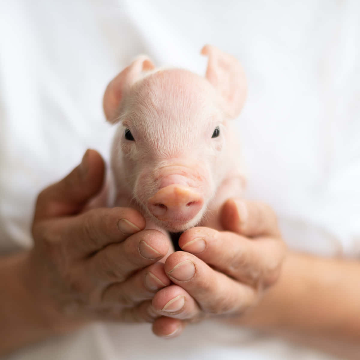 Pig 桌布 壁紙 — 一隻粉紅色小豬被輕輕捧在人類合攏的雙手中，背景是柔和的白色。
