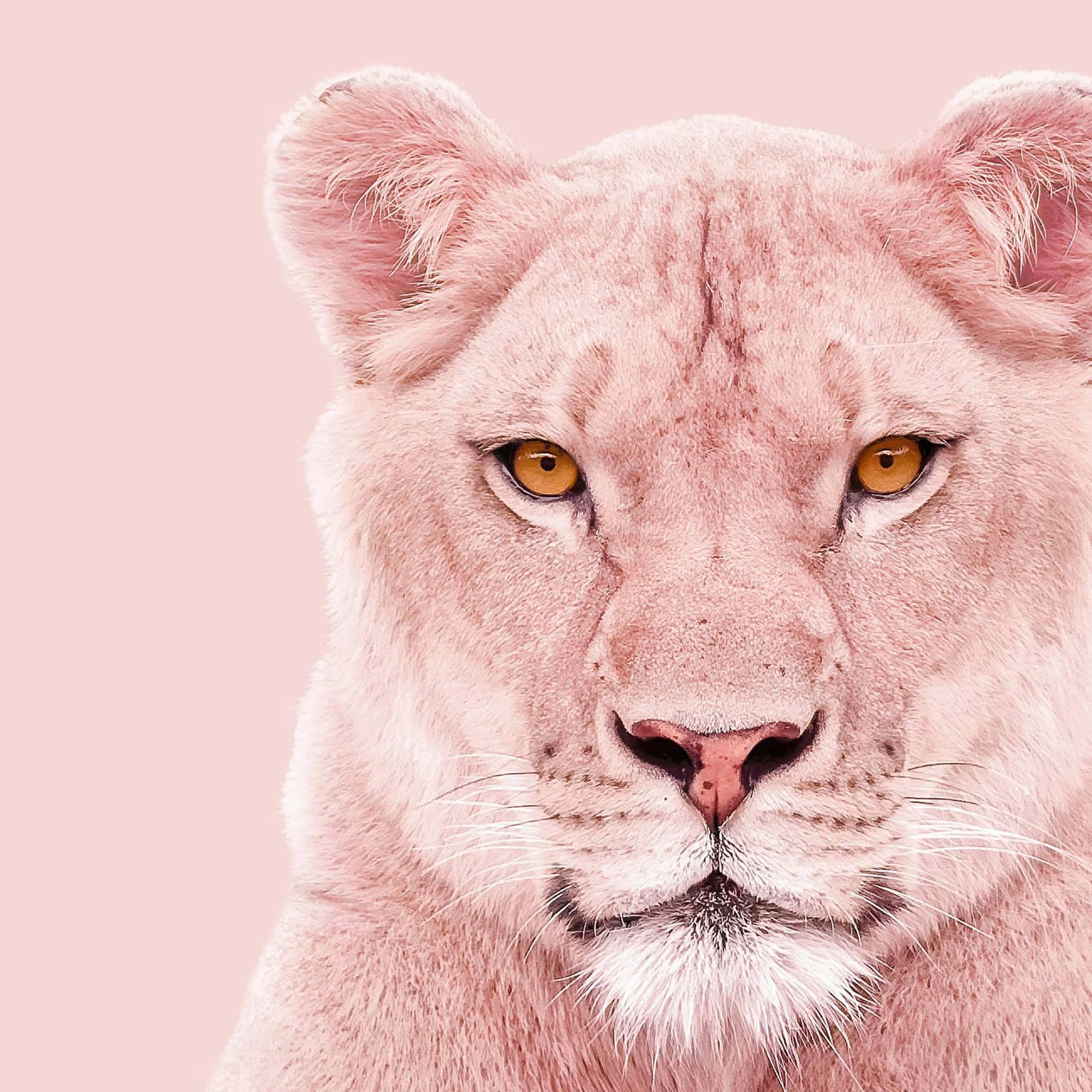 Lions 桌布 壁紙 — 一隻粉紅色毛髮、金色眼睛的母獅特寫，在柔和的粉紅色背景下強烈凝視。