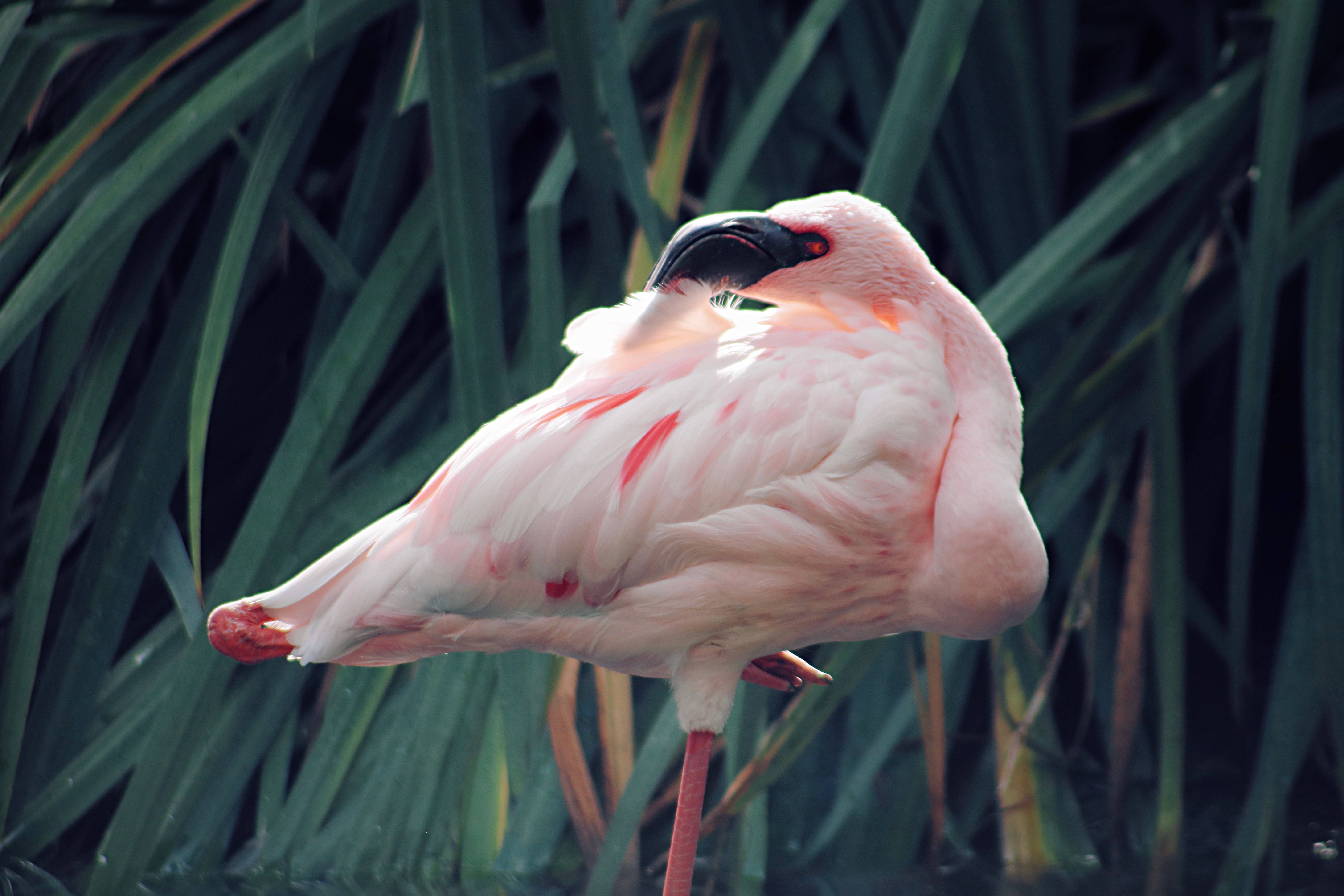 birds 桌布 壁紙 — 一隻粉紅色的火鶴優雅地站在高高的綠色蘆葦叢中，抬起一條腿梳理羽毛。