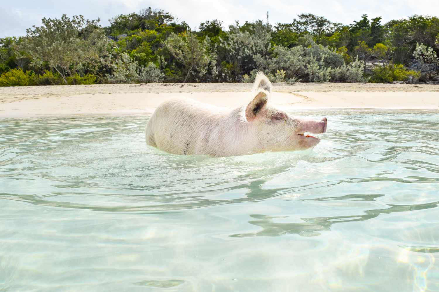 Pig 桌布 壁紙 — 一隻粉紅色的豬在清澈的藍綠色水中平靜地游泳，背景是沙灘和綠色灌木。