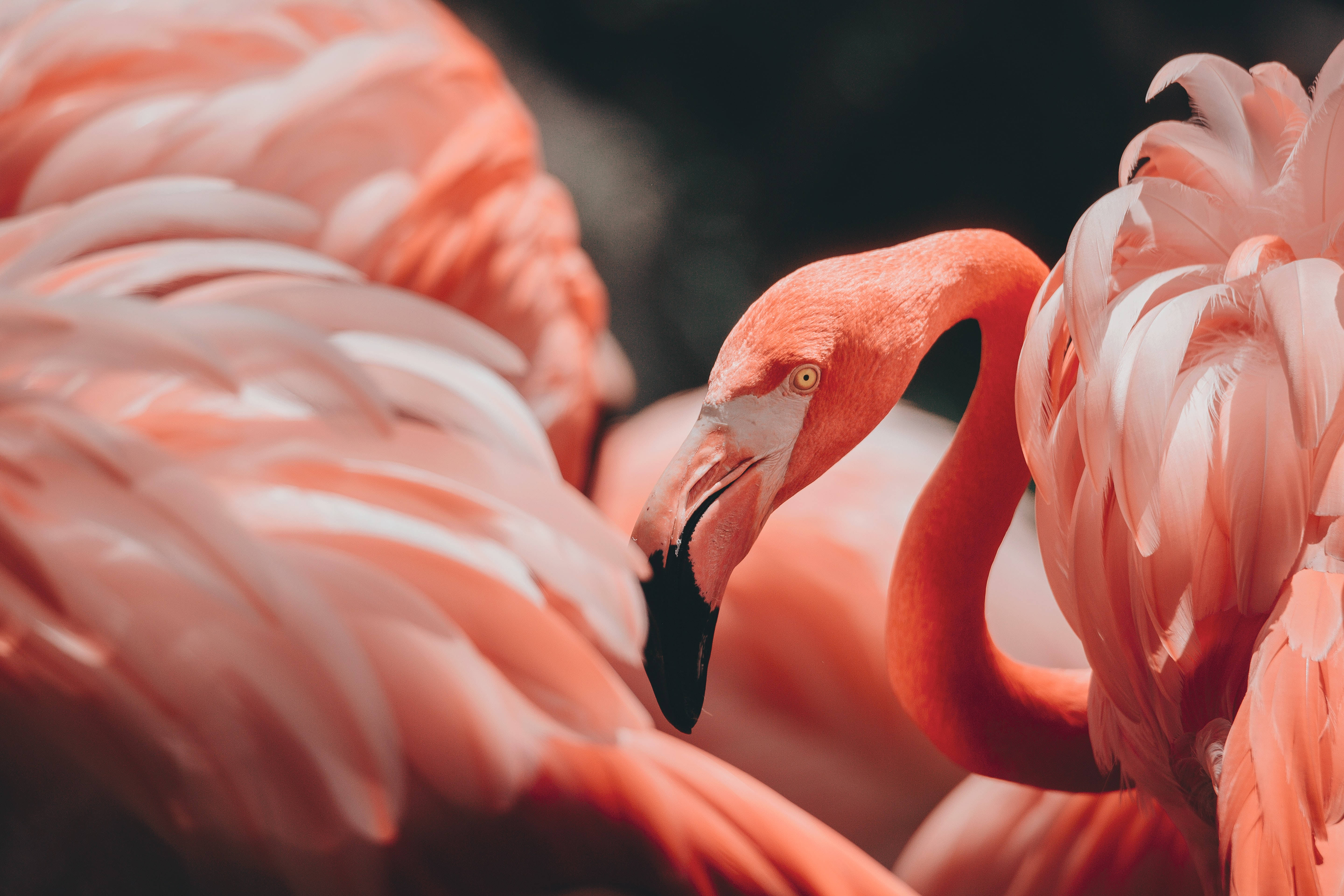 Flamingo 桌布 壁紙 — 一隻粉紅色紅鶴的特寫，彎曲的頸部和黑色的喙，被溫暖色調的柔軟羽毛包圍。