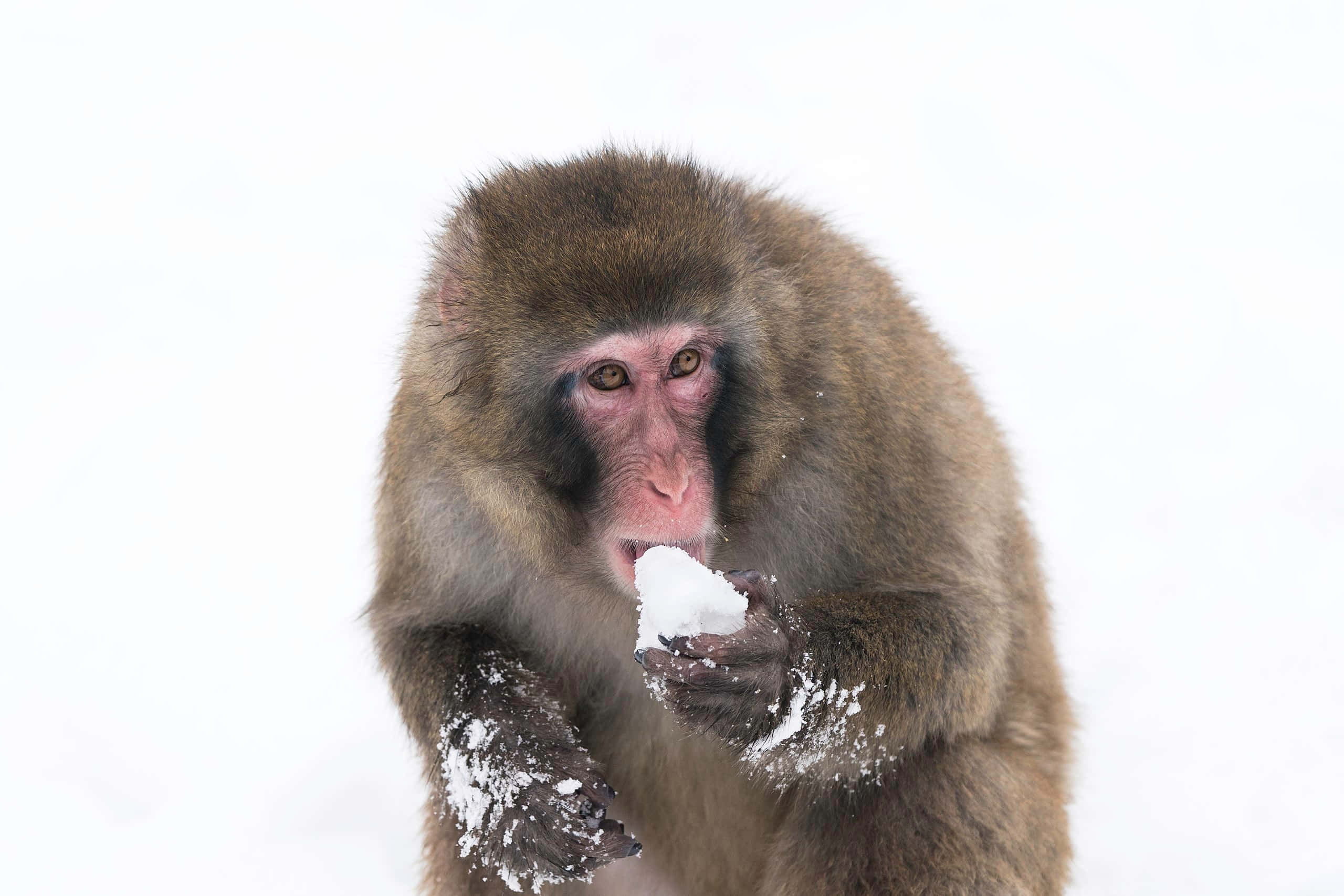 Baby Monkey 桌布 壁紙 — 一隻粉紅色臉的雪猴在純白積雪背景下吃雪。