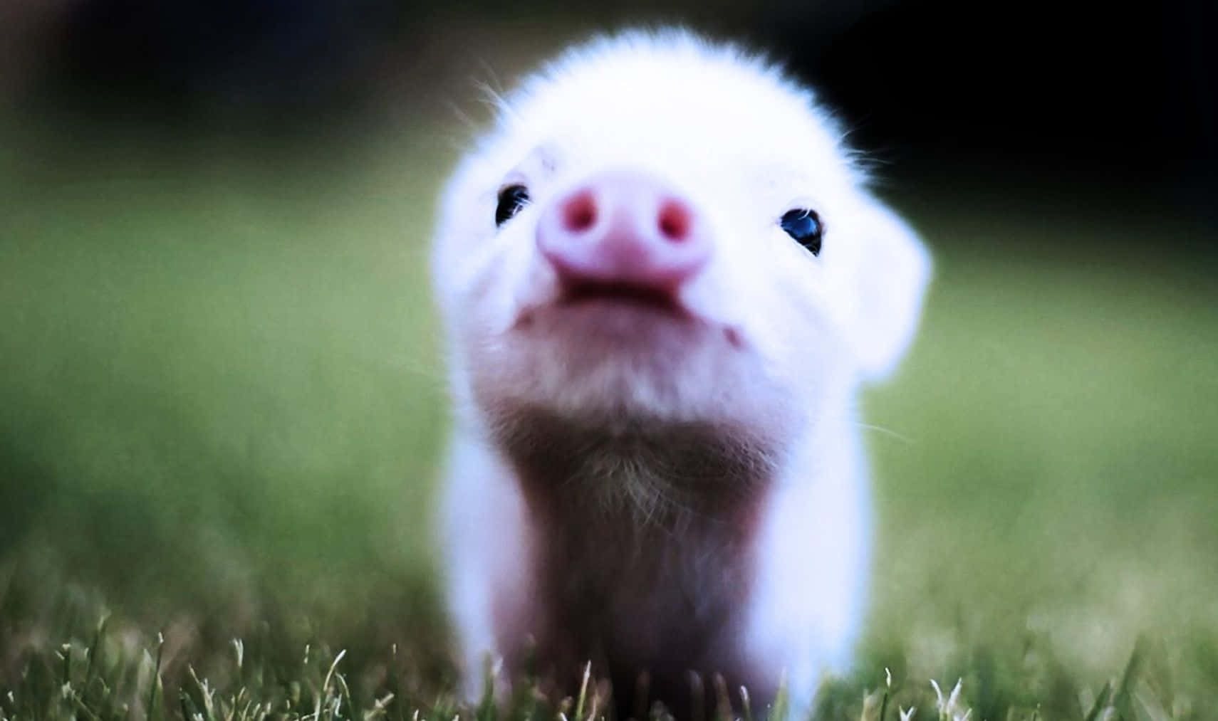 Pig 桌布 壁紙 — 一隻粉紅鼻的小白豬從茂密的綠草中好奇地向上凝視。