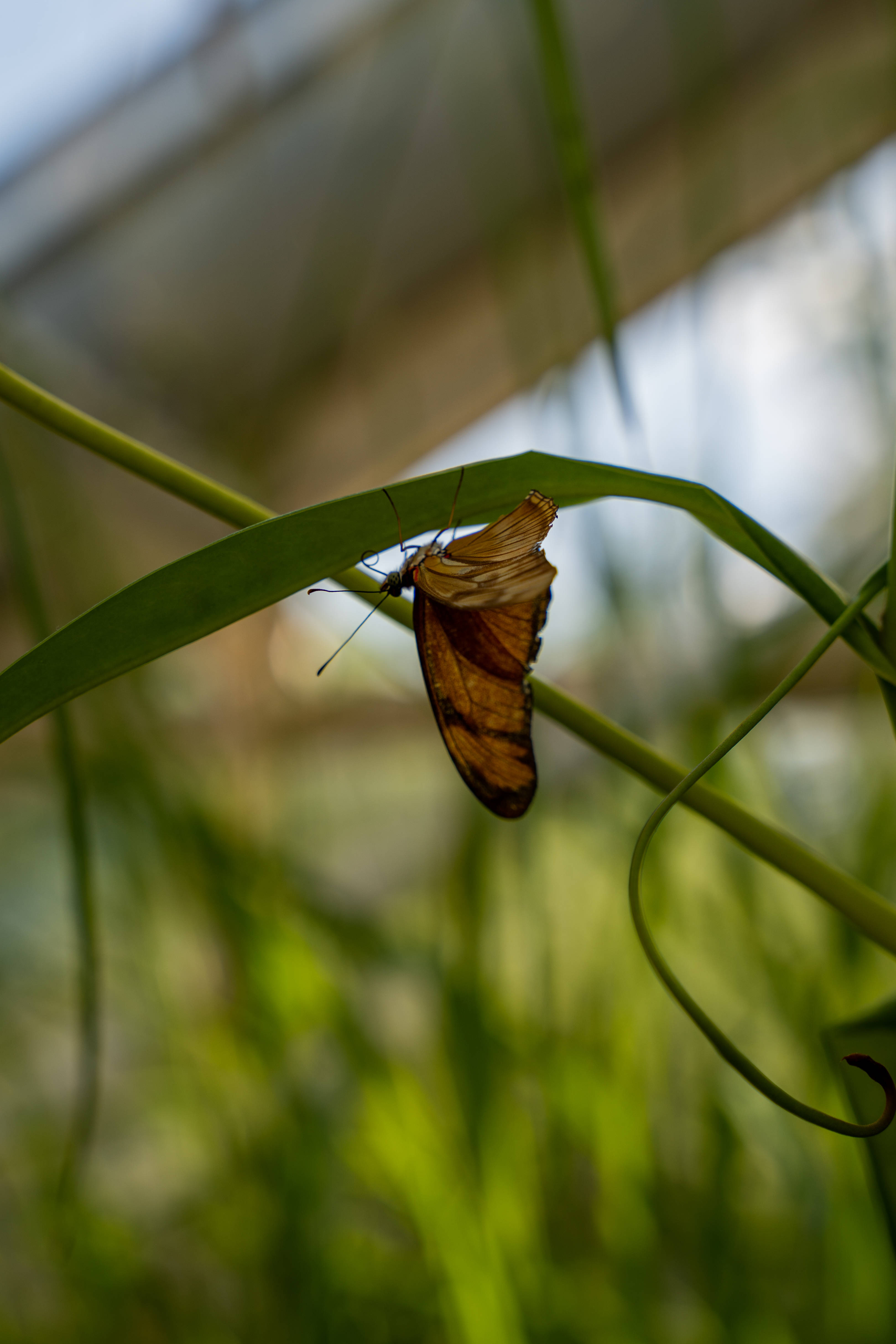 Cute Butterfly 桌布 壁紙 — 一隻精緻的橙色和黑色蝴蝶停留在柔和模糊的花園環境中一片鮮綠的葉子上。