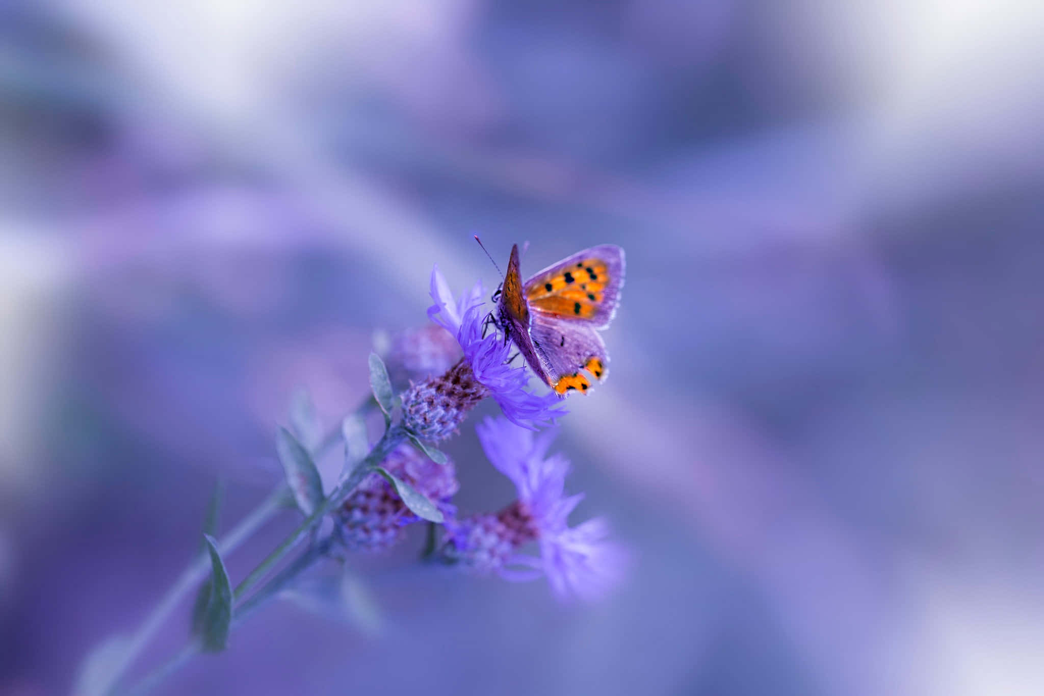 Purple Butterfly iPhone 桌布 壁紙 — 一隻精緻的橙色和黑色蝴蝶棲息在柔軟的紫色花朵上，背景是夢幻般模糊的薰衣草色。