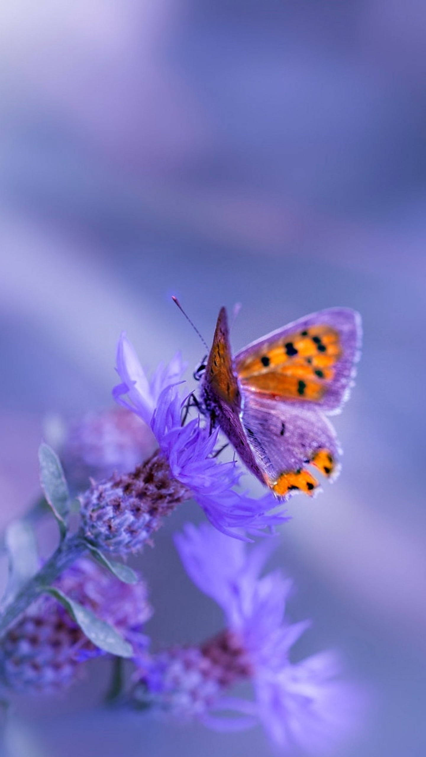 purple butterfly phone 桌布 壁紙 — 一隻精緻的橙色和黑色蝴蝶棲息在柔軟的紫色花朵上，背景是夢幻般的藍色模糊背景。