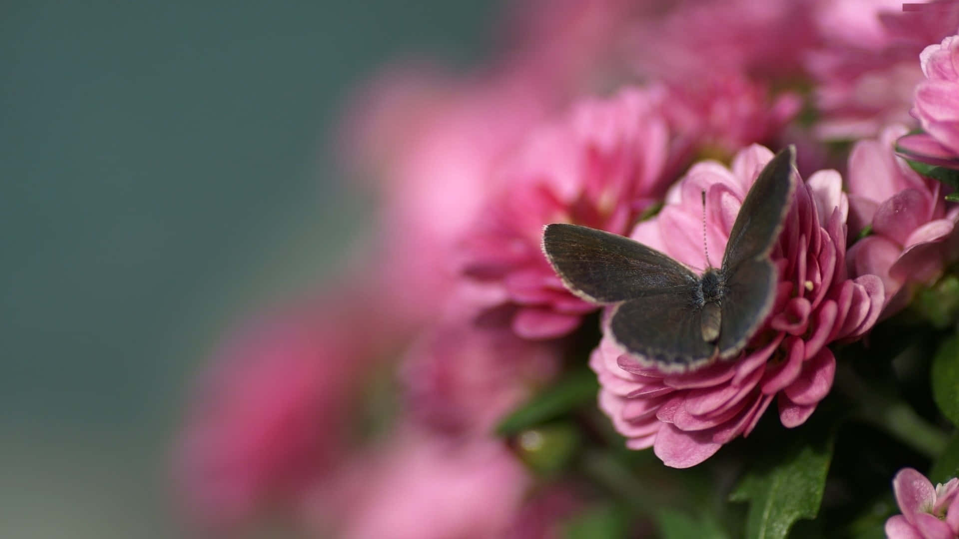 Butterfly Profile 桌布 壁紙 — 一隻精緻的灰色蝴蝶停在一朵鮮豔的粉紅色菊花上，背景有柔和模糊的花瓣。
