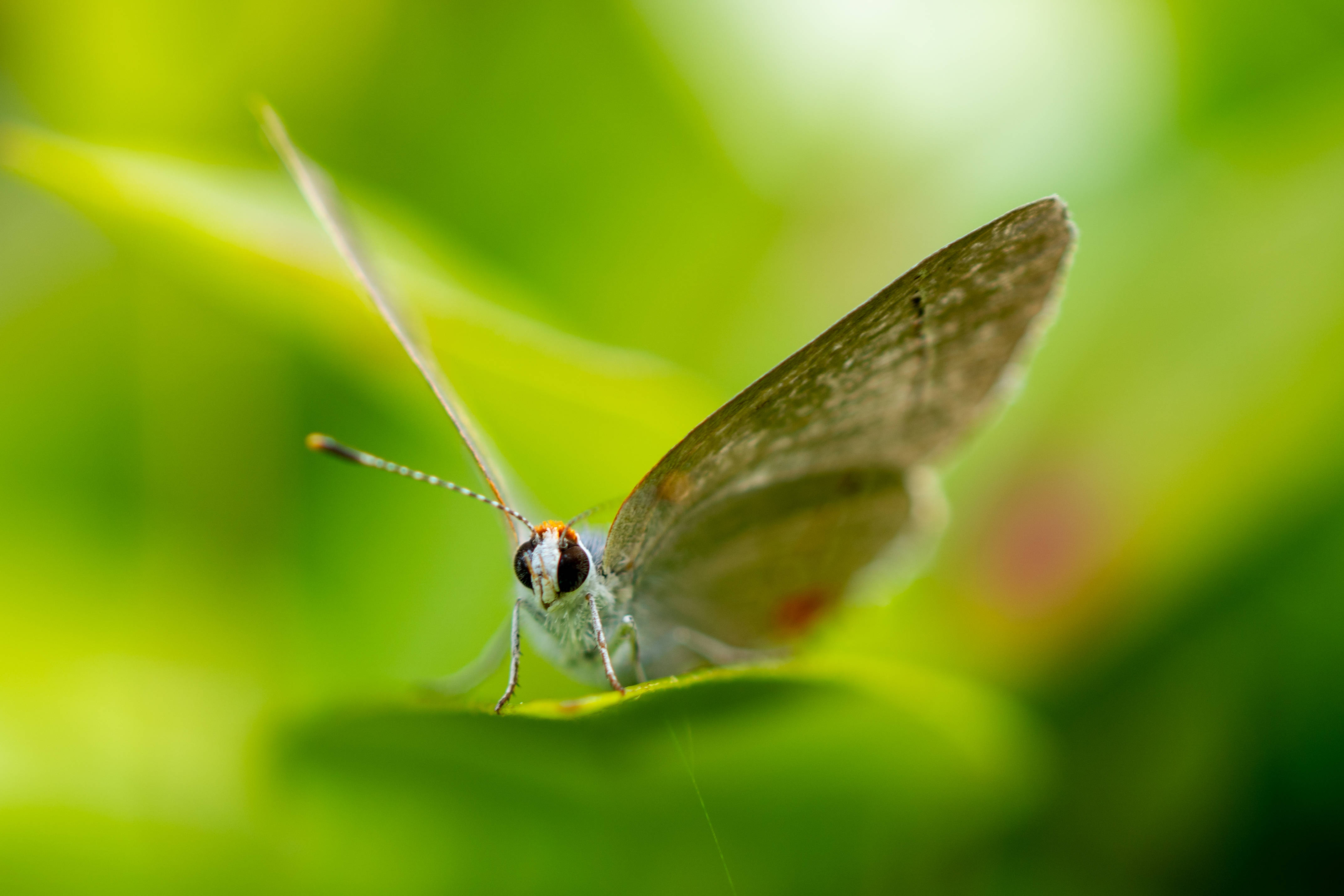 Cute Butterfly 桌布 壁紙 — 一隻精緻的灰色蝴蝶帶有橙色點綴，棲息在一片鮮綠的葉子上，背景是柔和模糊的自然景色。