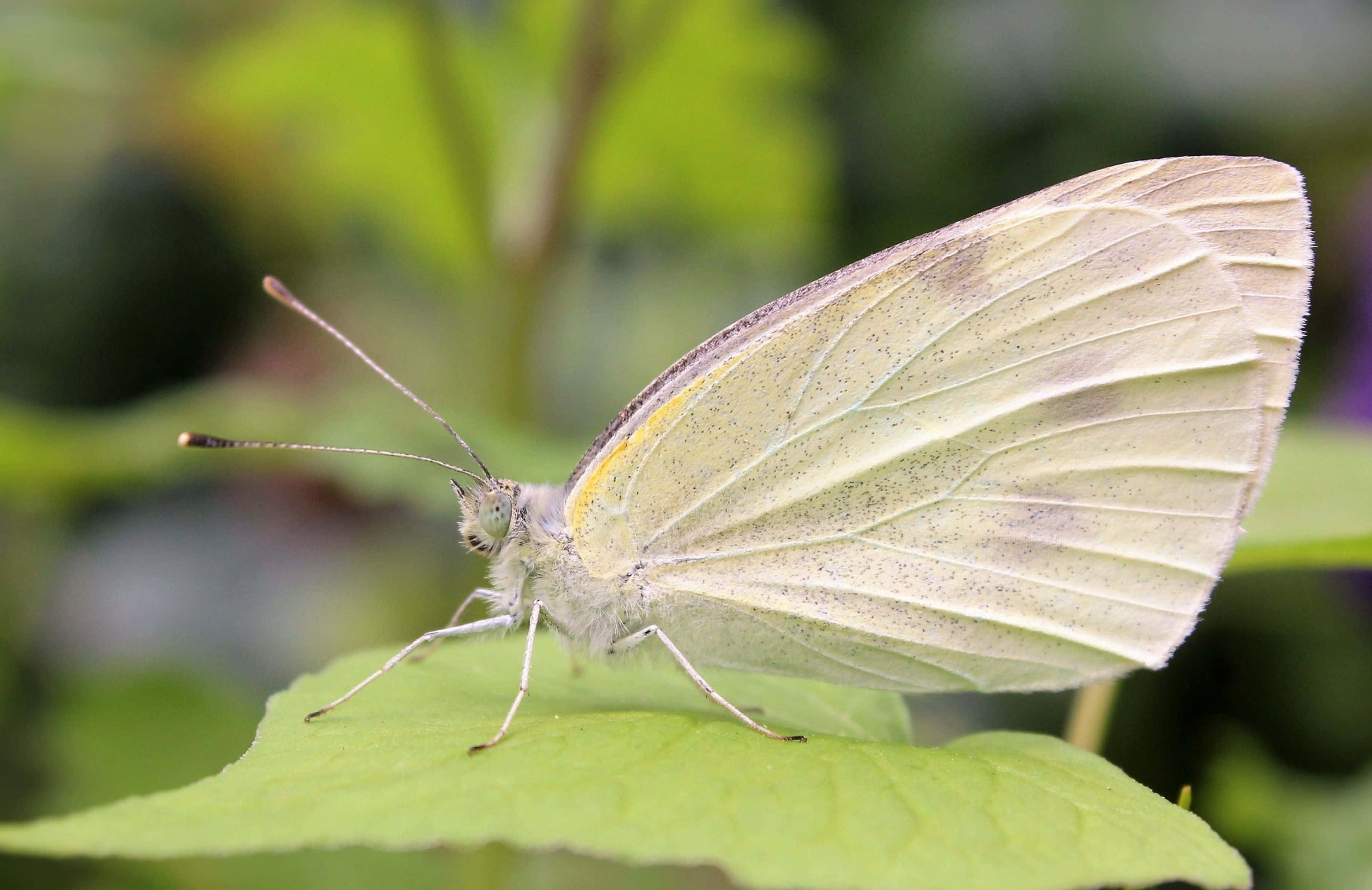 White Butterfly 桌布 壁紙 — 一隻精緻的白色蝴蝶，帶有微妙的灰色紋理，優雅地停在一片鮮綠的葉子上，背景是柔和模糊的自然景色。