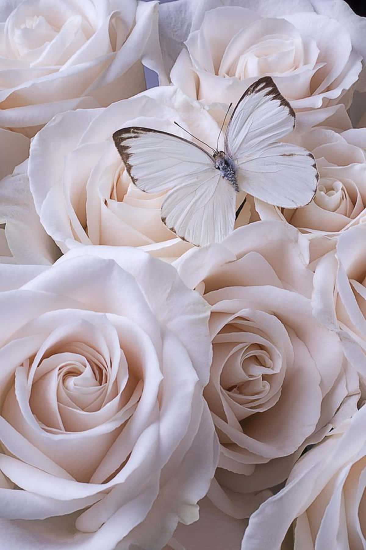 Rose Aesthetic 桌布 壁紙 — 一隻精緻的白色蝴蝶優雅地停歇在柔和的粉紅色玫瑰上，近距離花卉佈置。