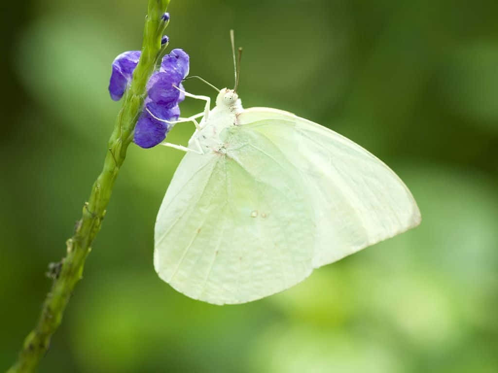 White Butterfly 桌布 壁紙 — 一隻精緻的白色蝴蝶優雅地棲息在鮮豔的紫色花朵上，背景是柔和的綠色模糊背景。