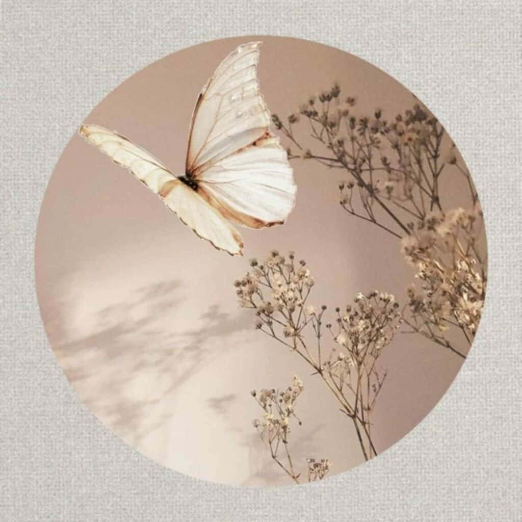 Aesthetic Cute Profile 桌布 壁紙 — 一隻精緻的白色蝴蝶帶有棕色邊緣，在圓形框架內靠近乾燥的滿天星花朵，背景是柔和的米色。