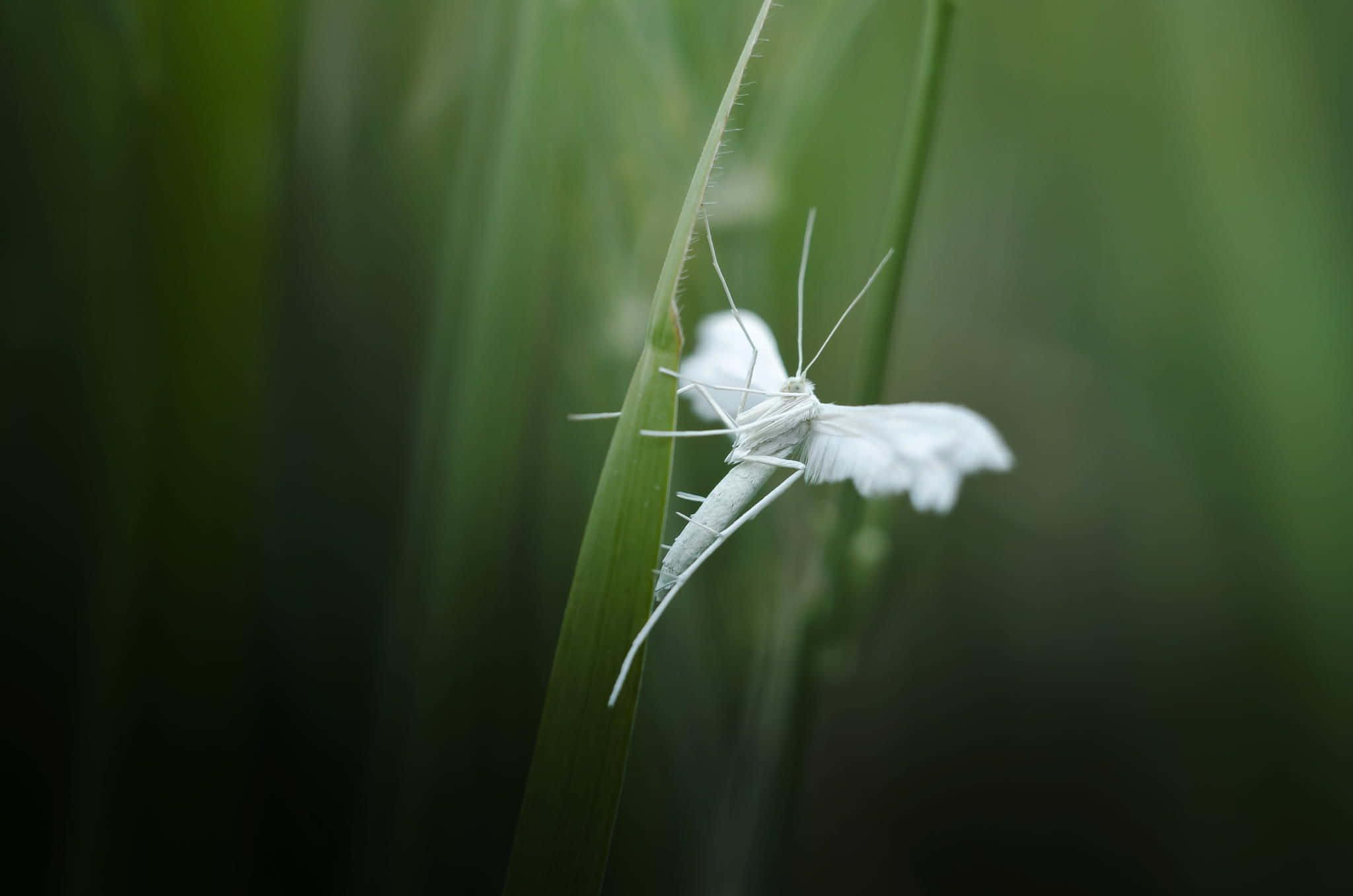 Butterfly Photography 桌布 壁紙 — 一隻精緻的白色飛蛾棲息在纖細的綠色草葉上，背景是柔和模糊的自然景色。