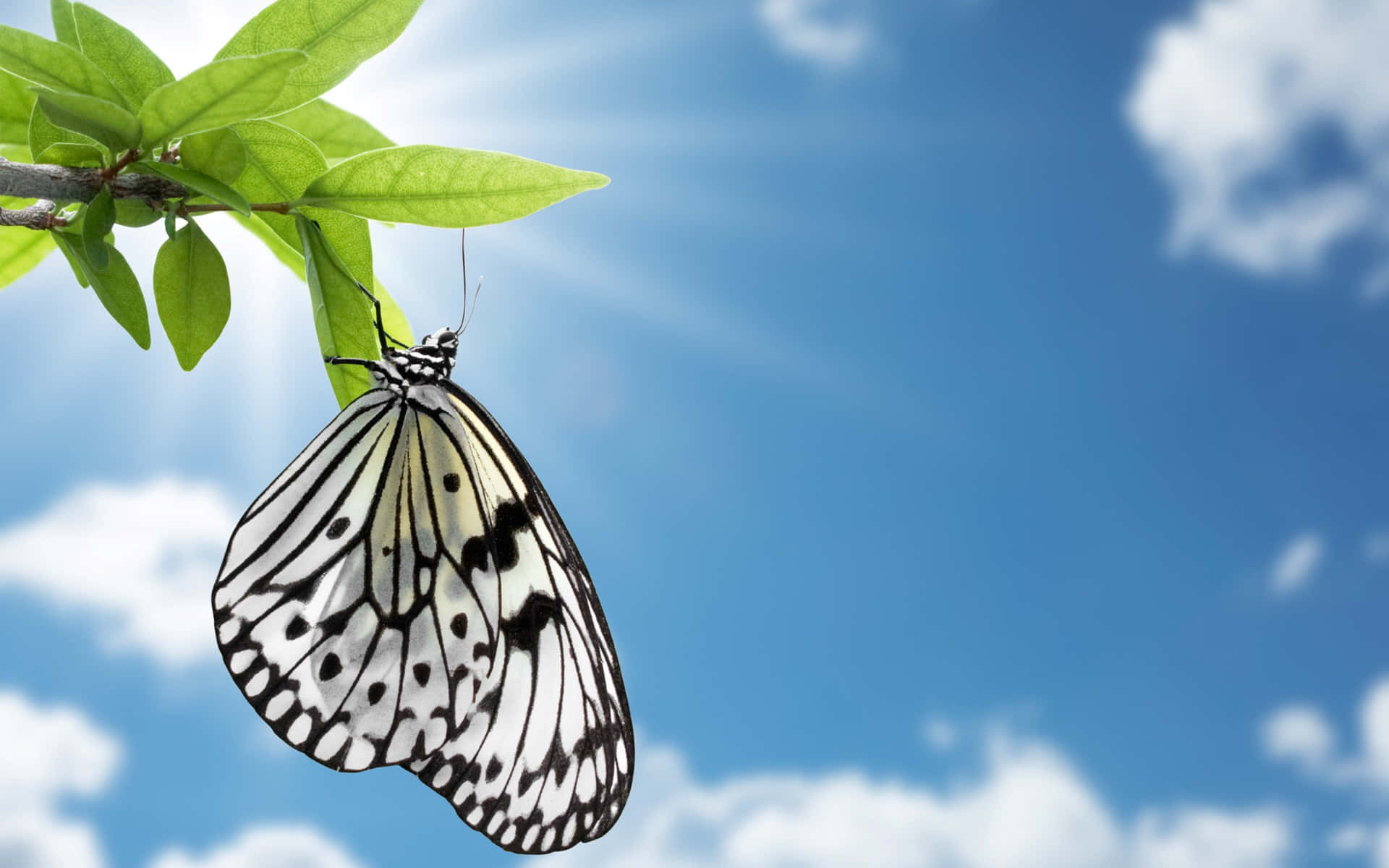 Butterfly Zoo 桌布 壁紙 — 一隻精緻的白黑蝴蝶停在一片鮮綠的葉子上，背景是晴朗的藍天和蓬鬆的白雲。