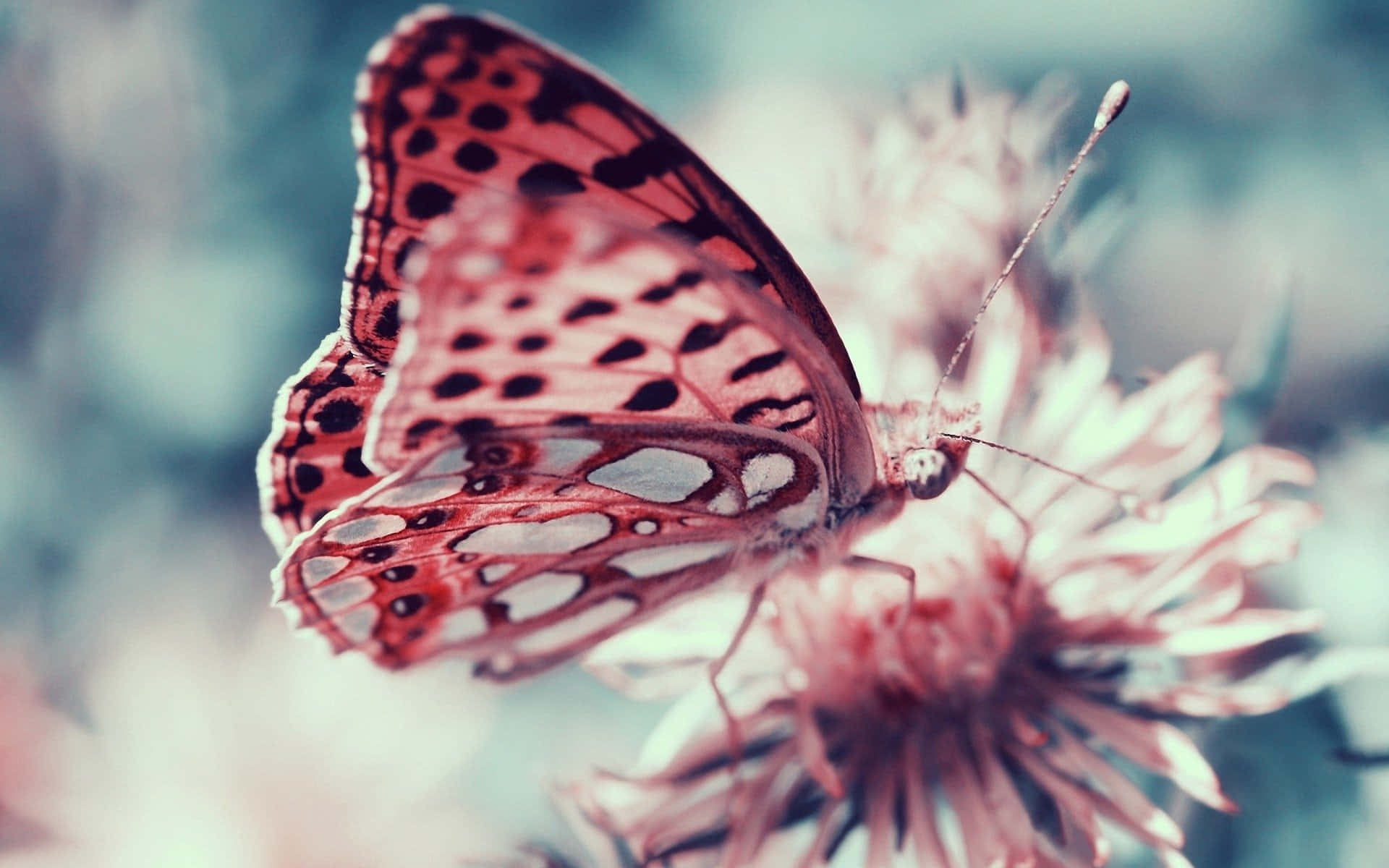 Butterfly Profile 桌布 壁紙 — 一隻精緻的紅色和黑色斑點蝴蝶優雅地棲息在柔和的粉紅色花朵上，背景夢幻模糊。