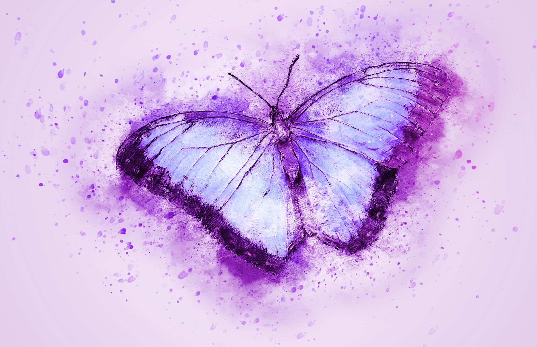 Butterfly Art 桌布 壁紙 — 一隻精緻的紫色和藍色蝴蝶，帶有複雜的翅脈，漂浮在淺薰衣草背景上的柔和水彩飛濺中。