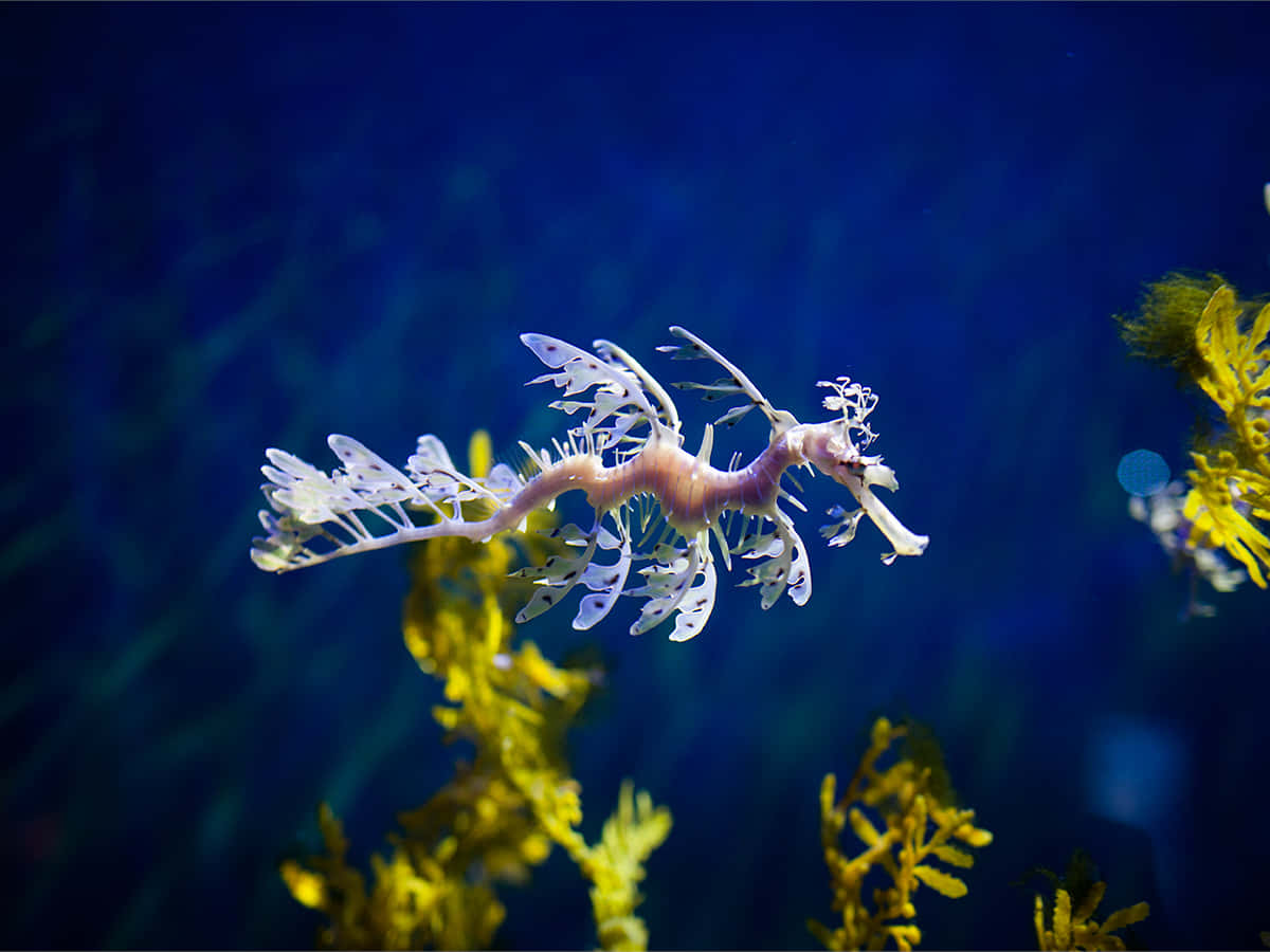 海馬 桌布 壁紙 — 一隻精緻的葉海龍在深藍色海水中優雅地滑行，旁邊是鮮豔的黃色海藻。