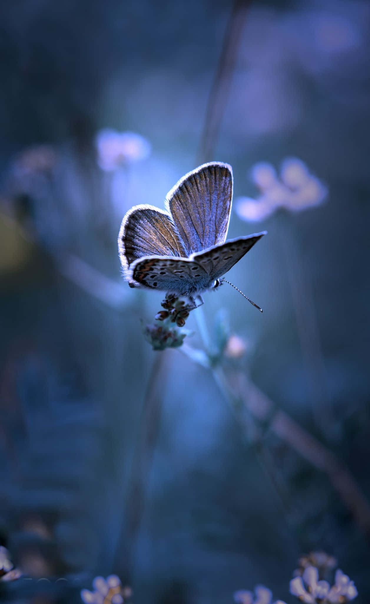Butterfly Photography 桌布 壁紙 — 一隻精緻的藍色蝴蝶棲息在一朵小花上，背景是柔和模糊的清涼藍色。