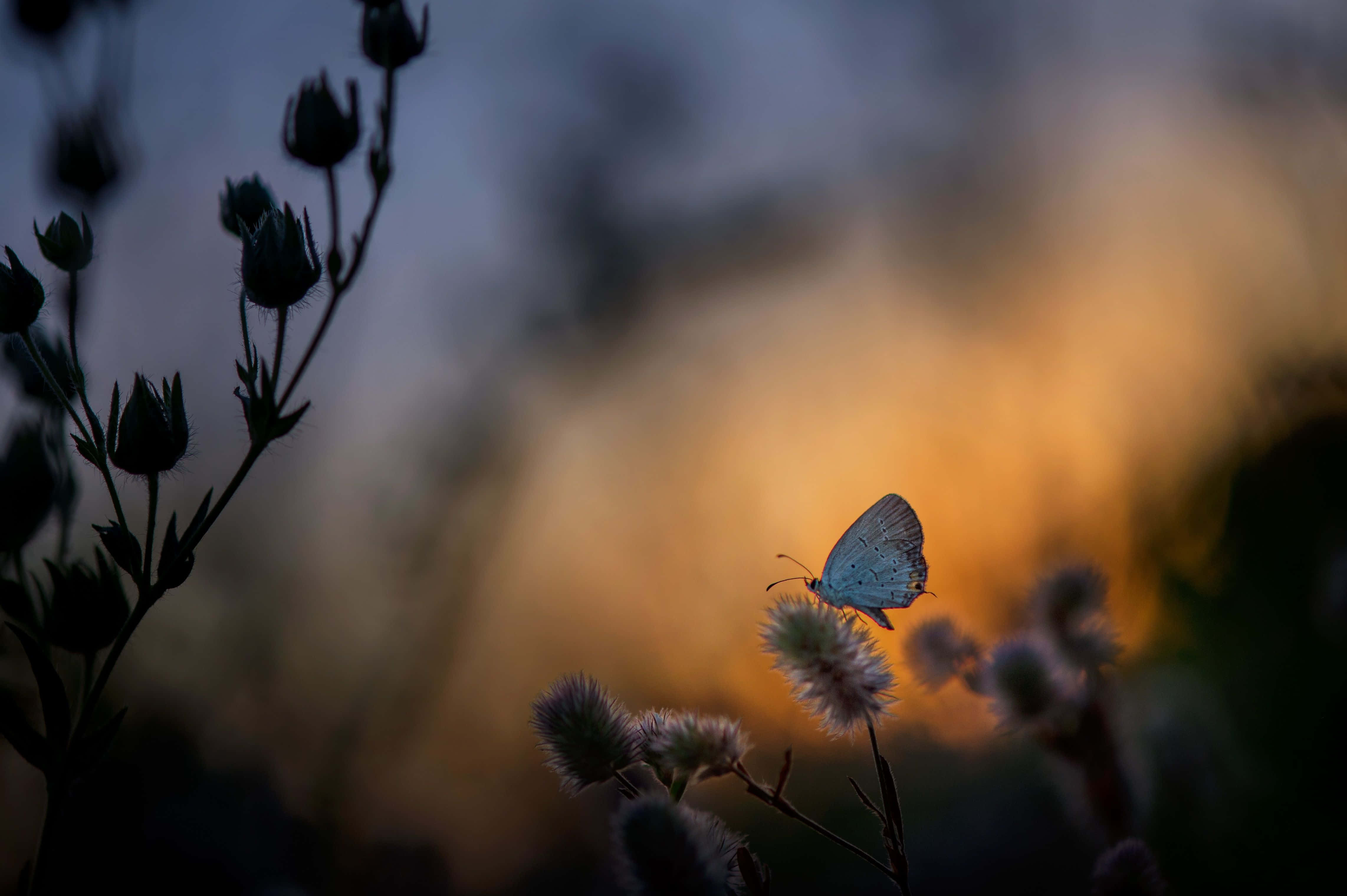 Butterfly Photography 桌布 壁紙 — 一隻精緻的藍色蝴蝶棲息在一朵毛茸茸的花上，背景是溫暖的金色日落和剪影般的莖幹。