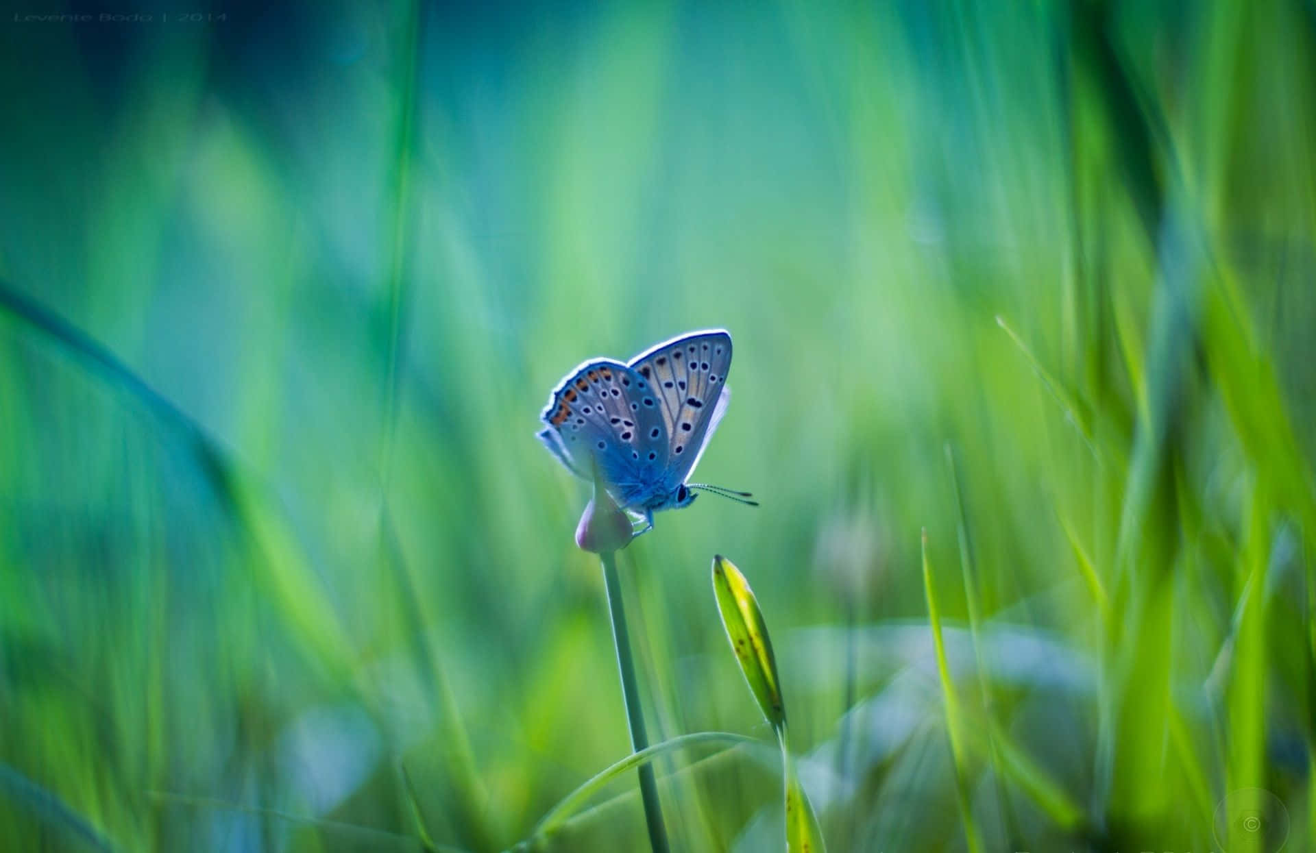 Butterfly Photography 桌布 壁紙 — 一隻精緻的藍色蝴蝶棲息在纖細的綠色莖上，周圍是柔和模糊的鮮綠色草地。