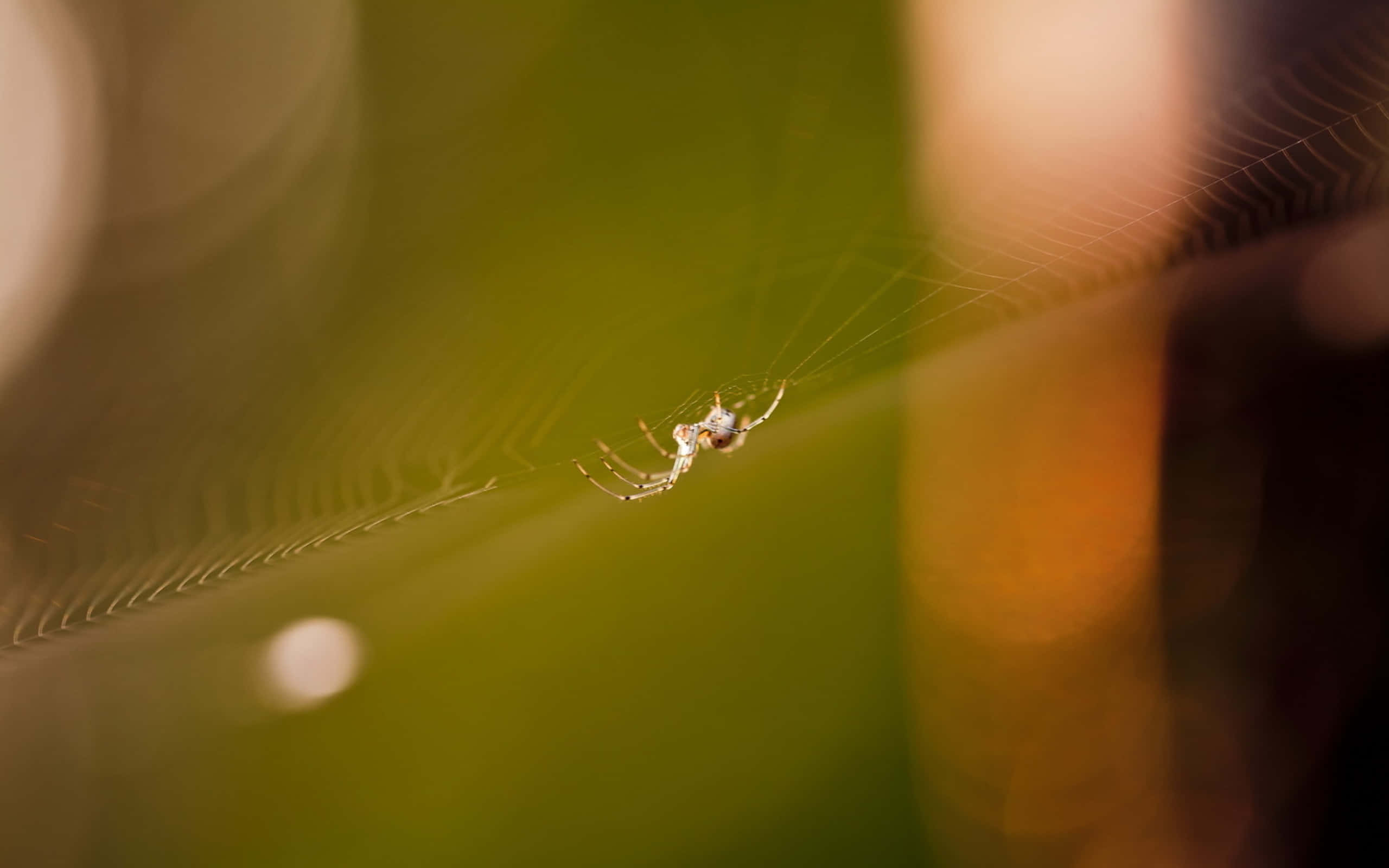 Spider 桌布 壁紙 — 一隻精緻的蜘蛛在其錯綜複雜的網中心休息，背景是柔和模糊的綠色和琥珀色。