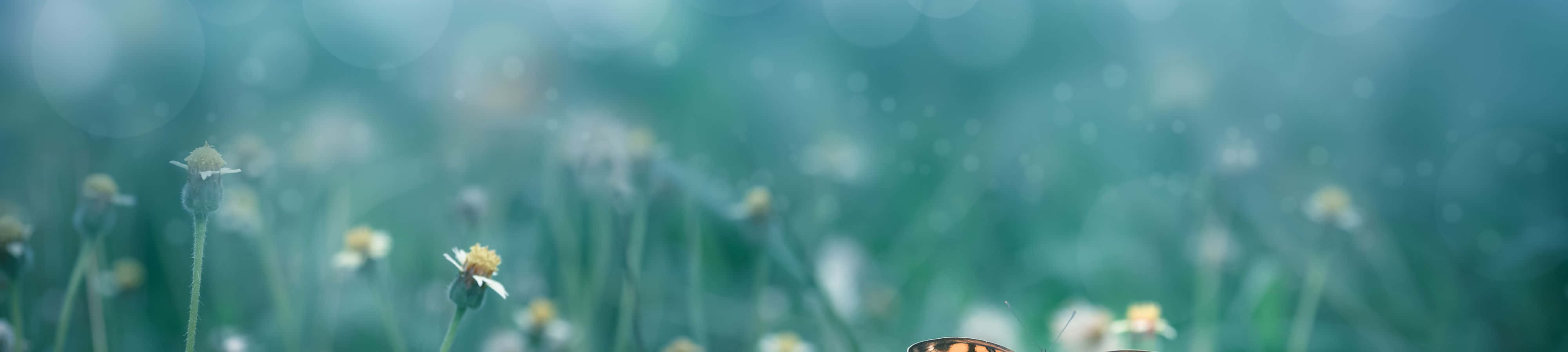 4K 自然 桌布 壁紙 — 一隻精緻的蝴蝶停留在帶有柔和散景和清涼藍綠色調的草地上。