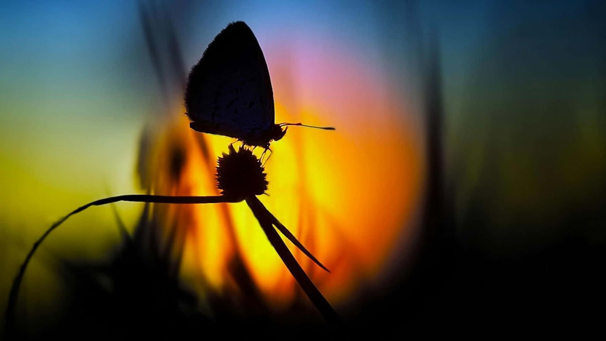 Butterfly Photography 桌布 壁紙 — 一隻精緻的蝴蝶剪影棲息在一朵多刺的花上，背景是充滿活力的日落漸變天空。