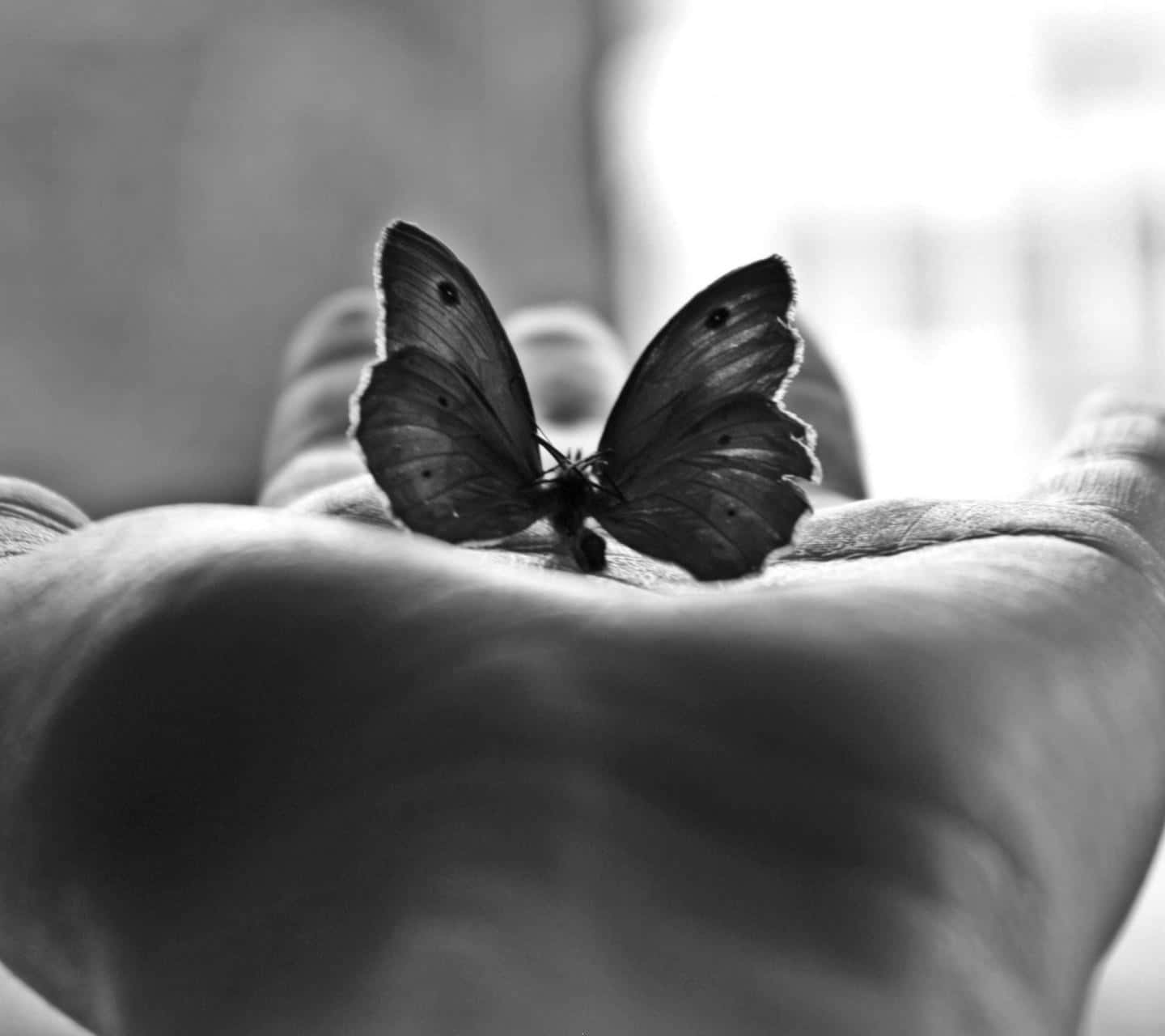 Butterflies Laptop 桌布 壁紙 — 一隻精緻的蝴蝶在柔和的黑白特寫中，靜靜地停歇在張開的掌心上。