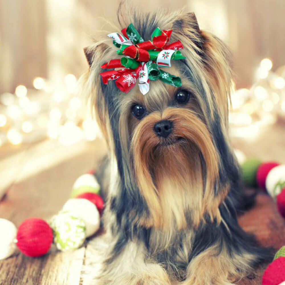 狗 桌布 壁紙 — 一隻約克夏㹴戴著紅綠色的節日蝴蝶結，坐在木地板上，周圍環繞著節日花環和閃爍的燈光。