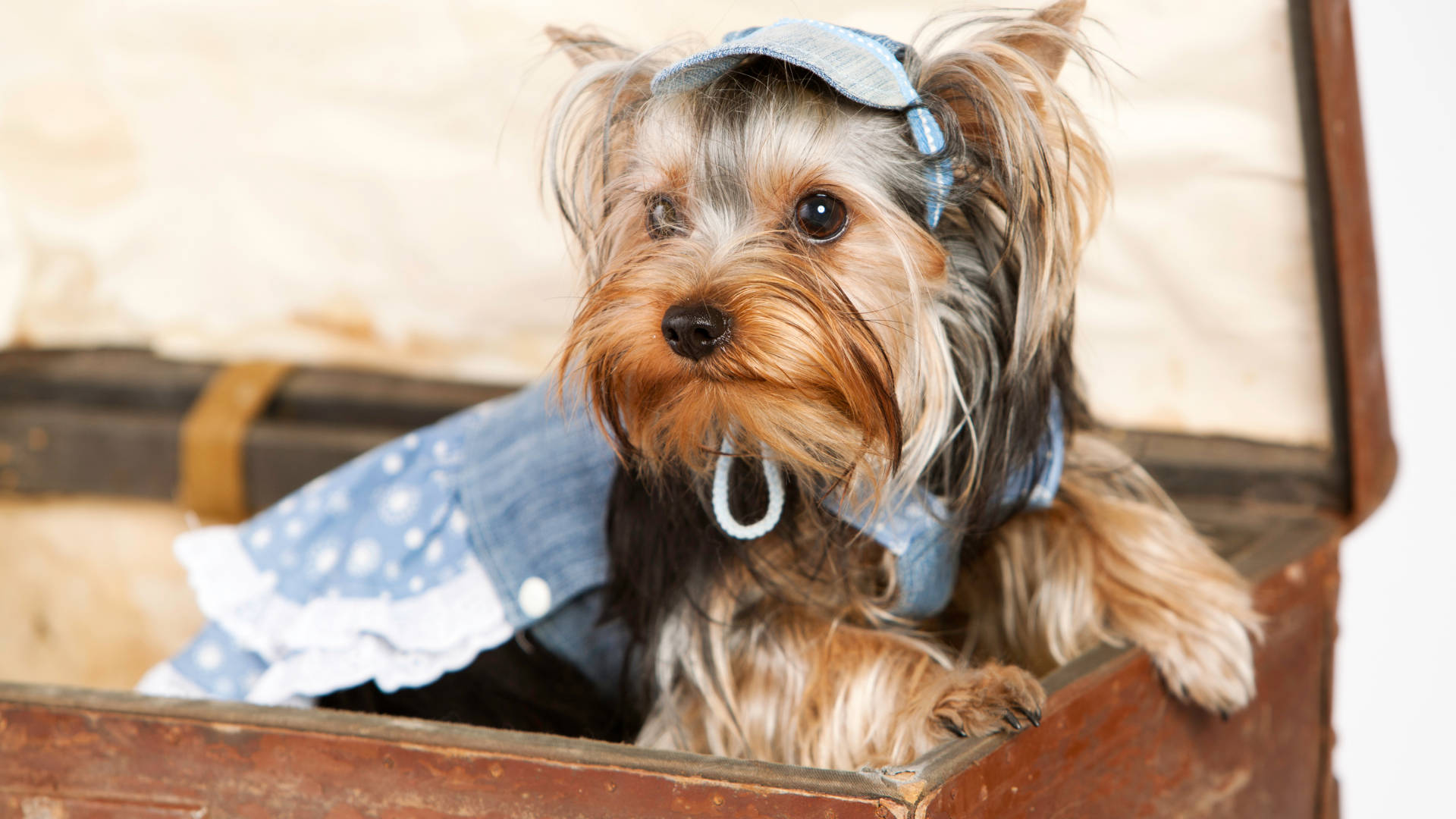 Terrier 桌布 壁紙 — 一隻約克夏㹴穿著牛仔布套裝和帽子，專注地坐在一個打開的復古行李箱內。