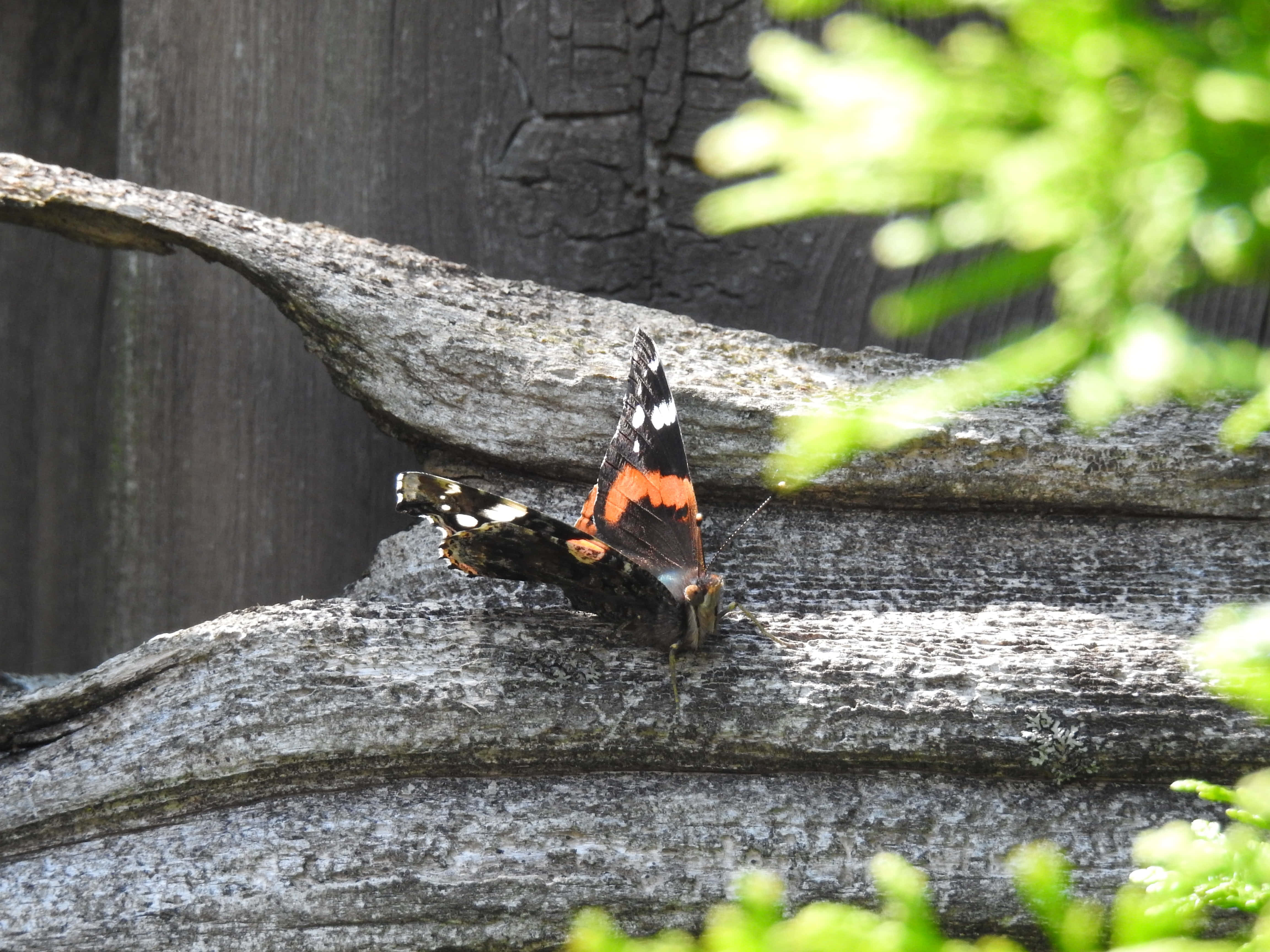 Red Admiral Butterfly 桌布 壁紙 — 一隻紅、黑、白色的蝴蝶停在一個風化的木籬笆上，背景有綠色的葉子，焦點柔和。