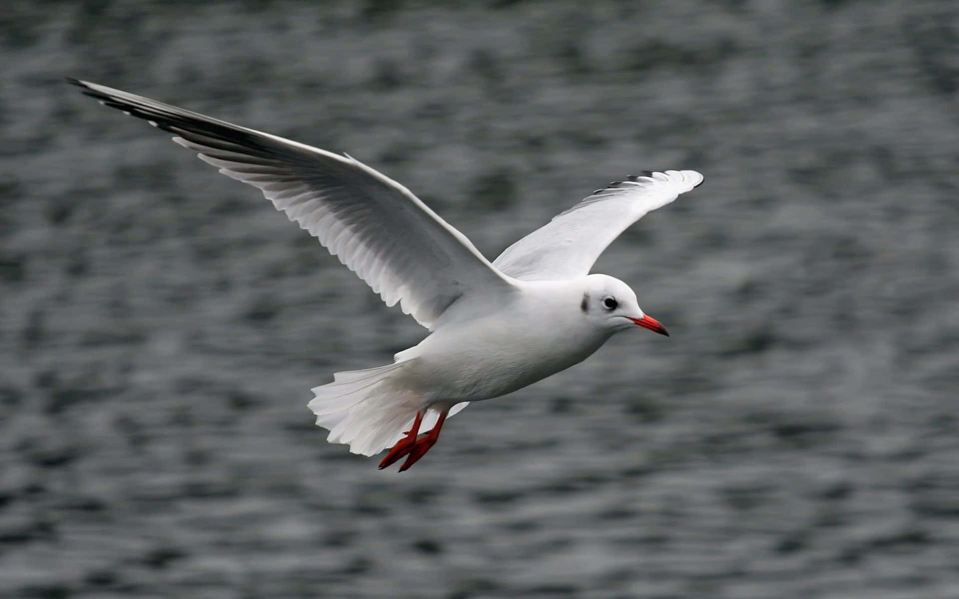 Seagull 桌布 壁紙 — 一隻紅喙紅腳的白海鷗，在黑暗的漣漪水面上優雅地翱翔，翅膀完全展開。