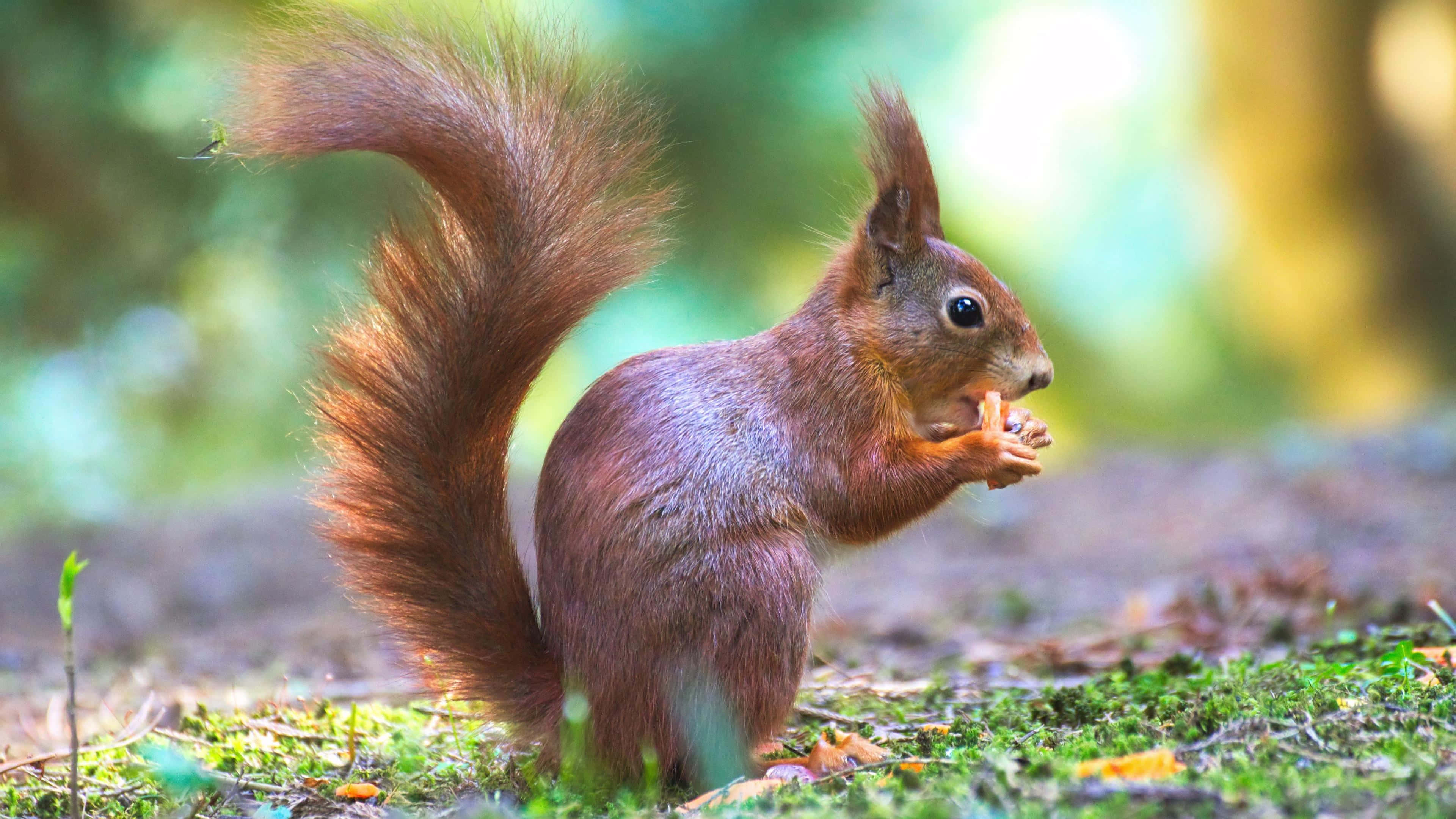 Really Cute Animal 桌布 壁紙 — 一隻紅松鼠，尾巴蓬鬆，坐在長滿苔蘚的地上，在陽光明媚的森林裡吃著堅果。